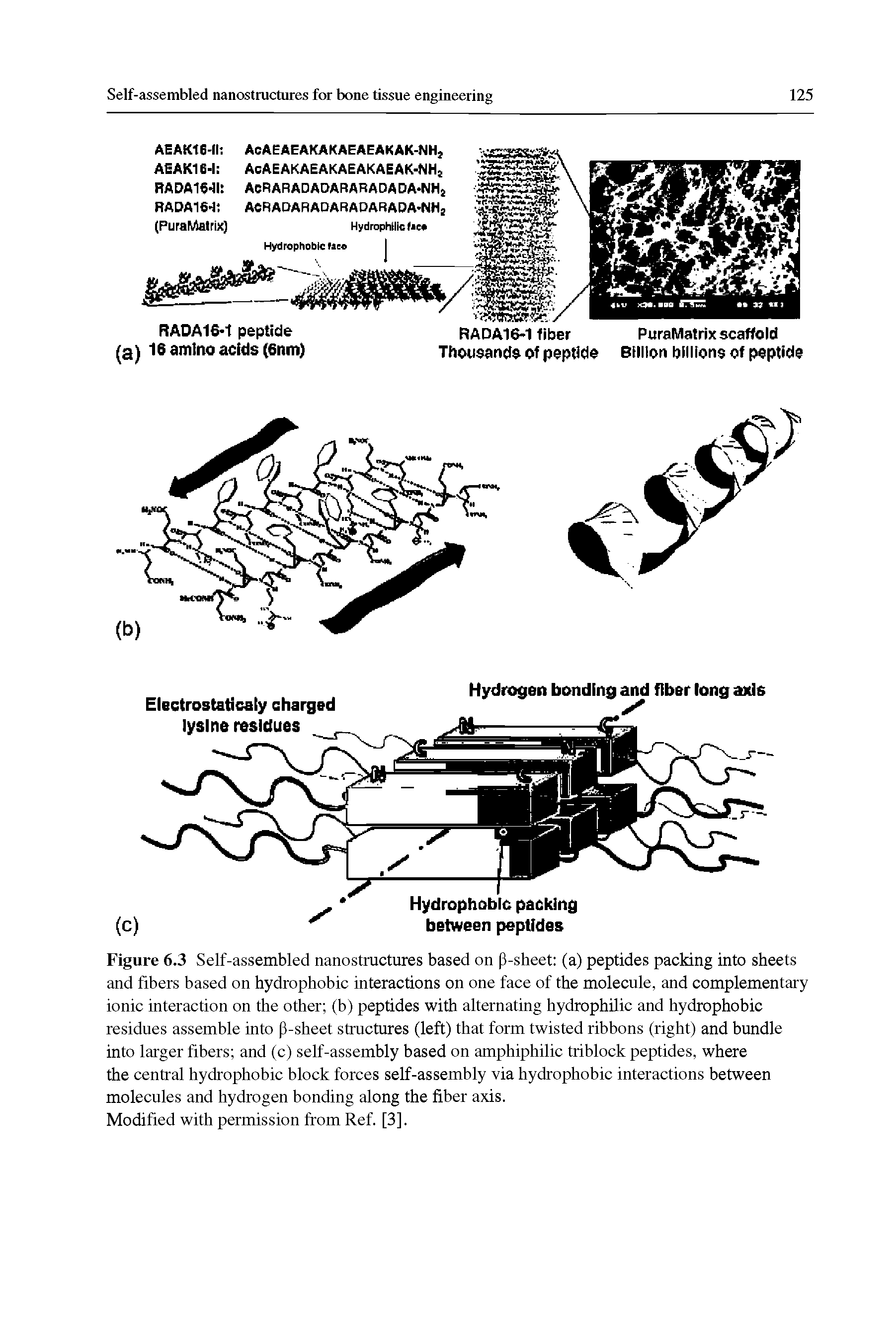 Figure 6.3 Self-assembled nanostructures based on P-sheet (a) peptides packing into sheets and fibers based on hydrophobic interactions on one face of the molecule, and complementary ionic interaction on the other (b) peptides with alternating hydrophilic and hydrophobic residues assemble into P-sheet structures (left) that form twisted ribbons (right) and bundle into larger fibers and (c) self-assembly based on amphiphilic triblock peptides, where the central hydrophobic block forces self-assembly via hydrophobic interactions between molecules and hydrogen bonding along the fiber axis.