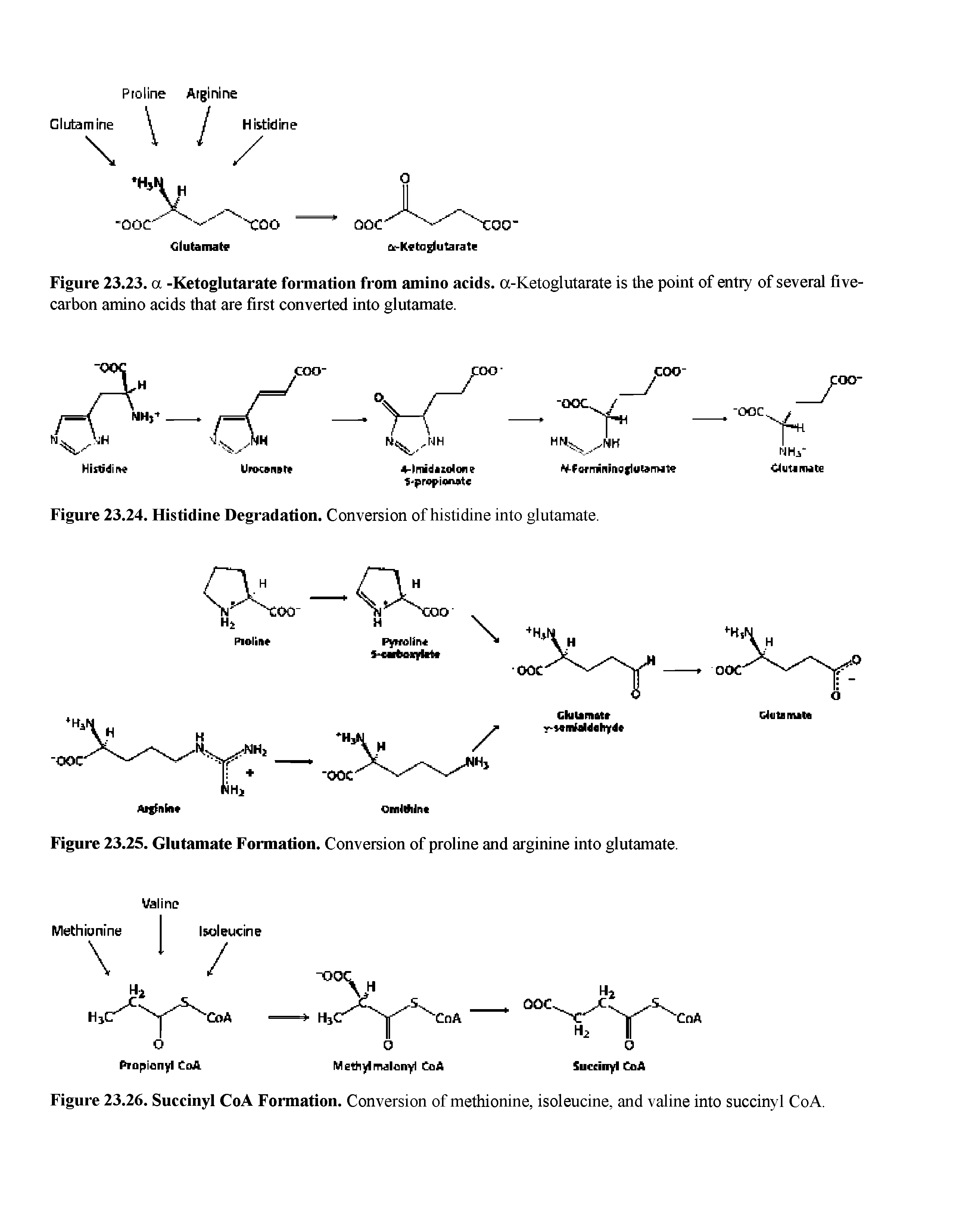 Figure 23.26. Suceinyl CoA Formation. Conversion of methionine, isoleucine, and valine into suceinyl CoA.