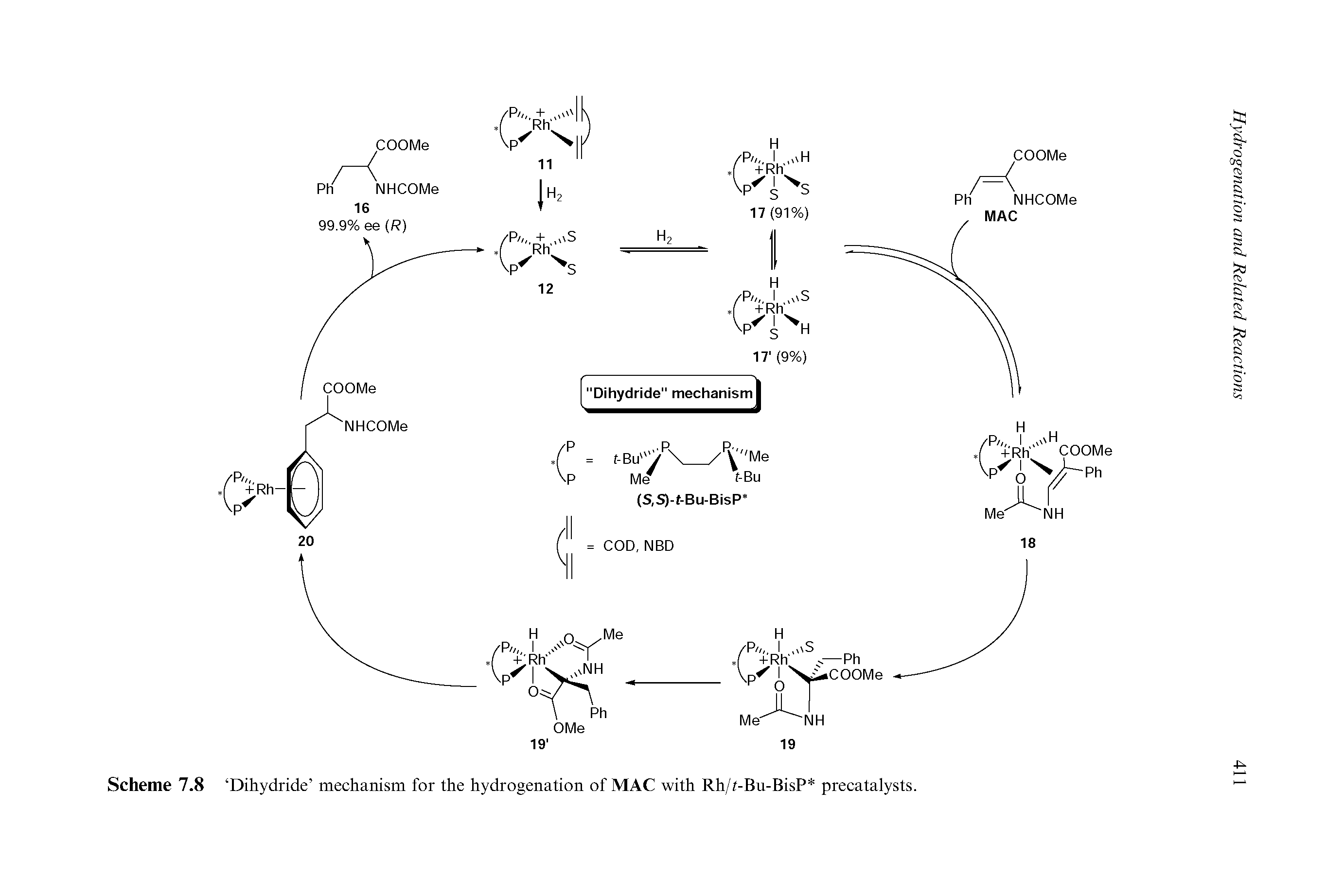 Scheme 7.8 Dihydride mechanism for the hydrogenation of MAC with Rh/t-Bu-BisP precatalysts.