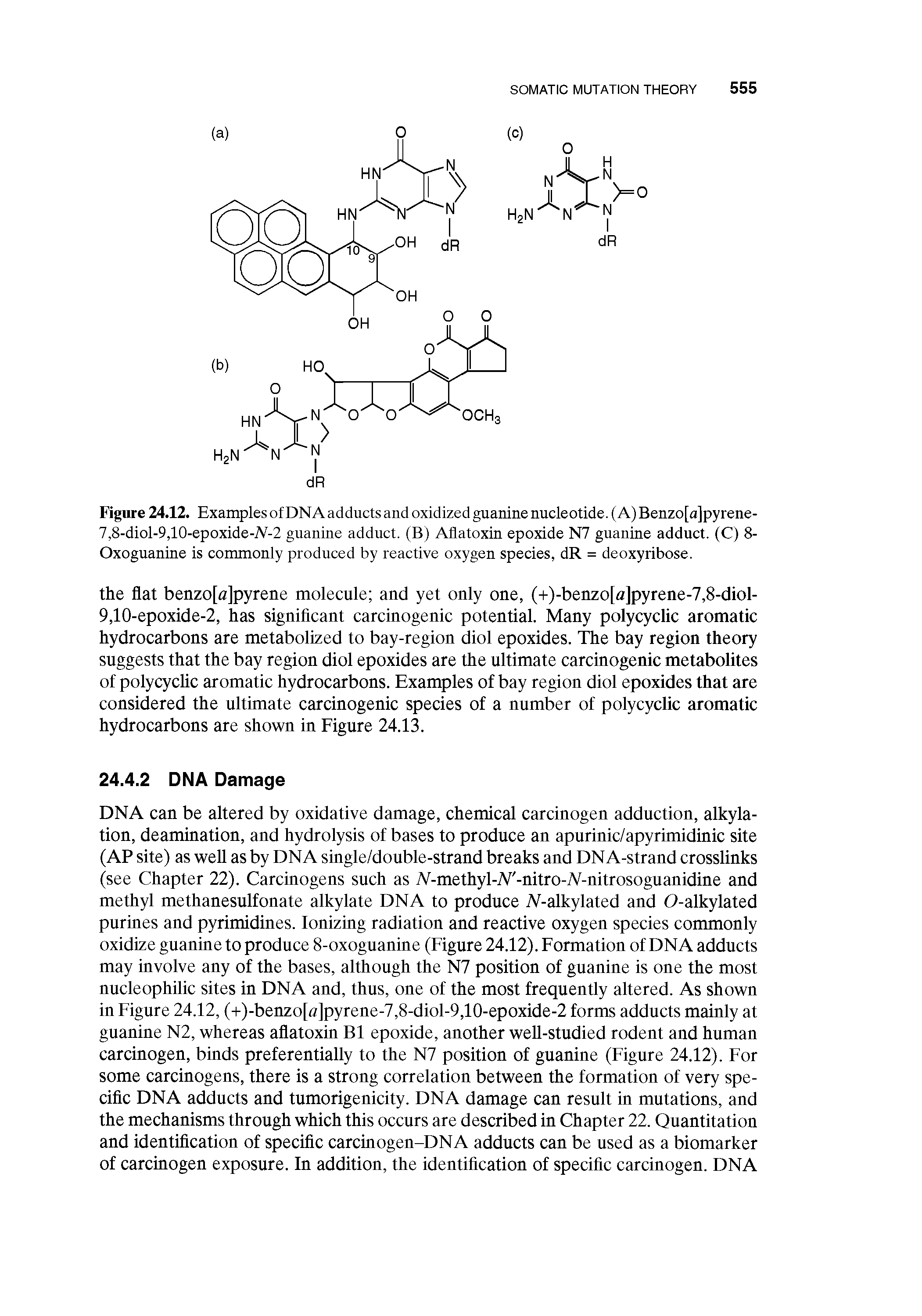 Figure 24.12. Examples of DNA adducts and oxidized guanine nucleotide. (A) Benzo[a]pyrene-7,8-diol-9,10-epoxide-M-2 guanine adduct. (B) Aflatoxin epoxide N7 guanine adduct. (C) 8-Oxoguanine is commonly produced by reactive oxygen species, dR = deoxyribose.