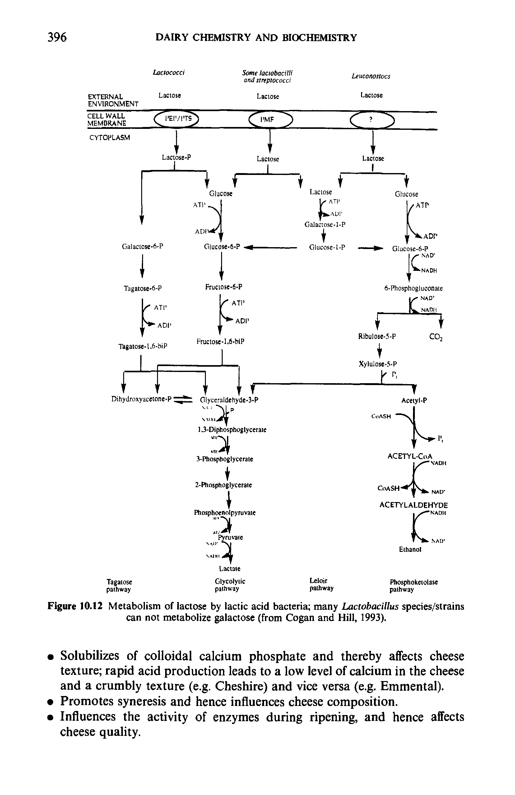 Figure 10.12 Metabolism of lactose by lactic acid bacteria many Lactobacillus species/strains can not metabolize galactose (from Cogan and Hill, 1993).