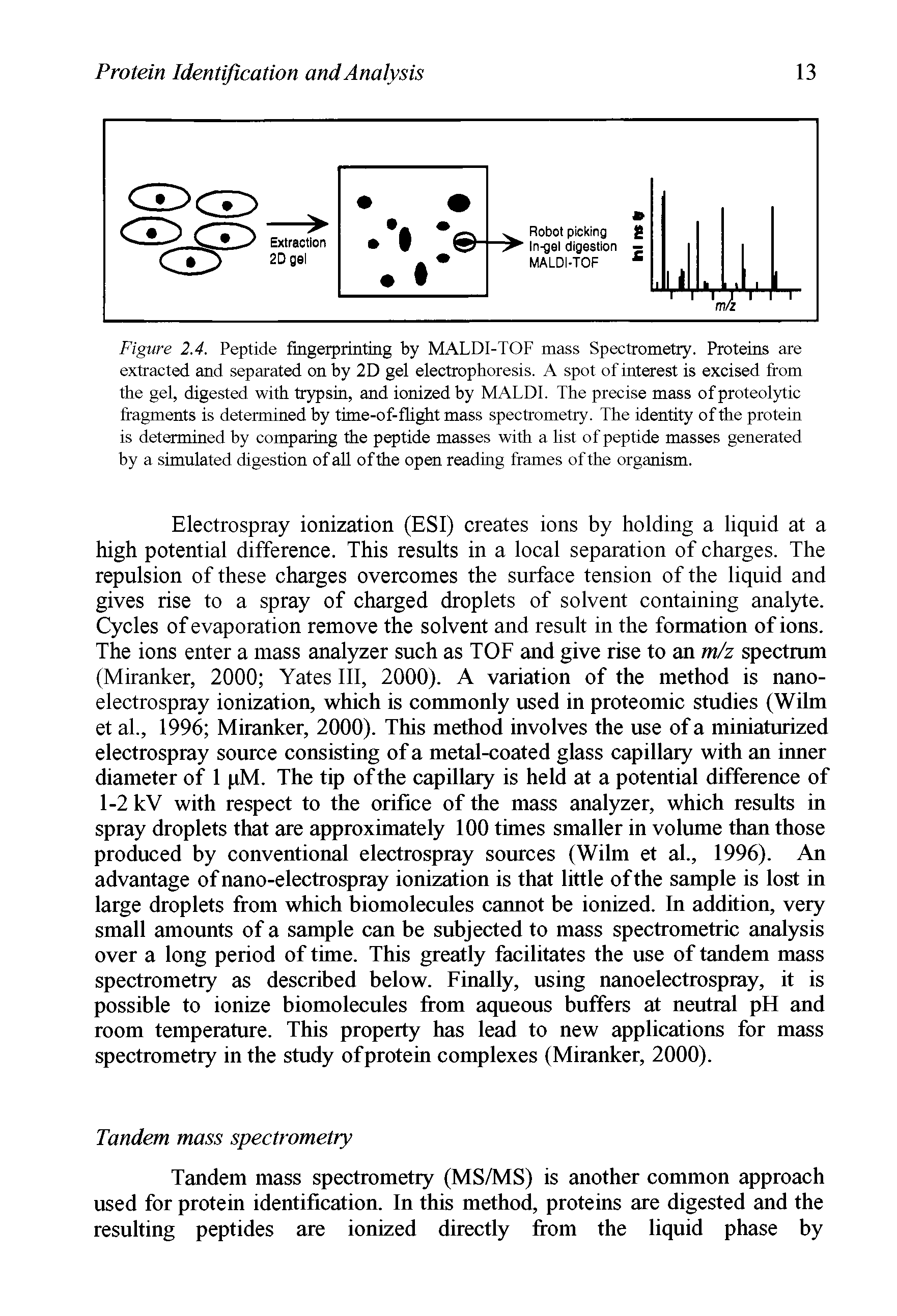 Figure 2.4. Peptide fingerprinting by MALDI-TOF mass Spectrometry. Proteins are extracted and separated on by 2D gel electrophoresis. A spot of interest is excised from the gel, digested with trypsin, and ionized by MALDI. The precise mass of proteolytic fragments is determined by time-of- flight mass spectrometry. The identity of the protein is determined by comparing the peptide masses with a list of peptide masses generated by a simulated digestion of all of the open reading frames of the organism.