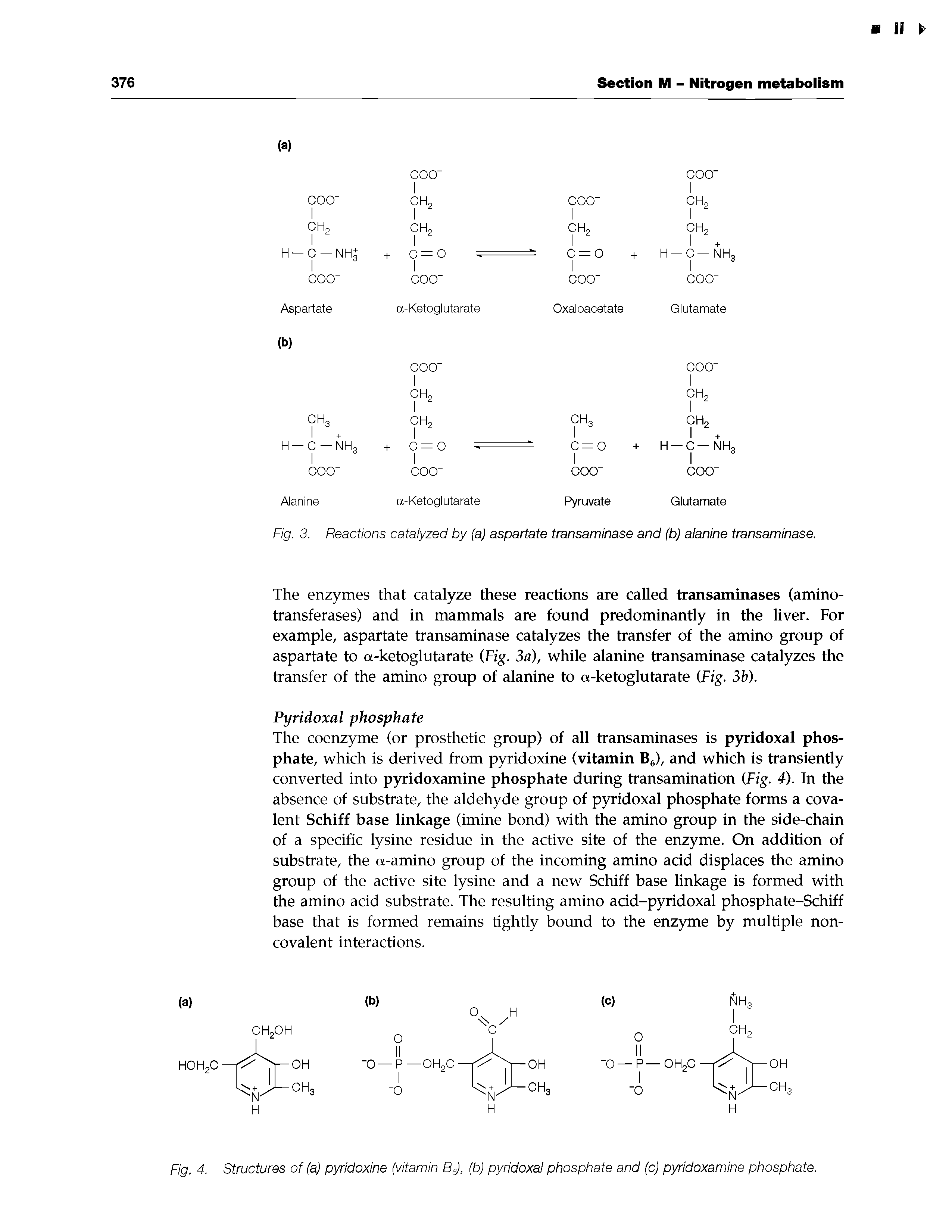 Fig. 3. Reactions catalyzed by (a) aspartate transaminase and (b) alanine transaminase.