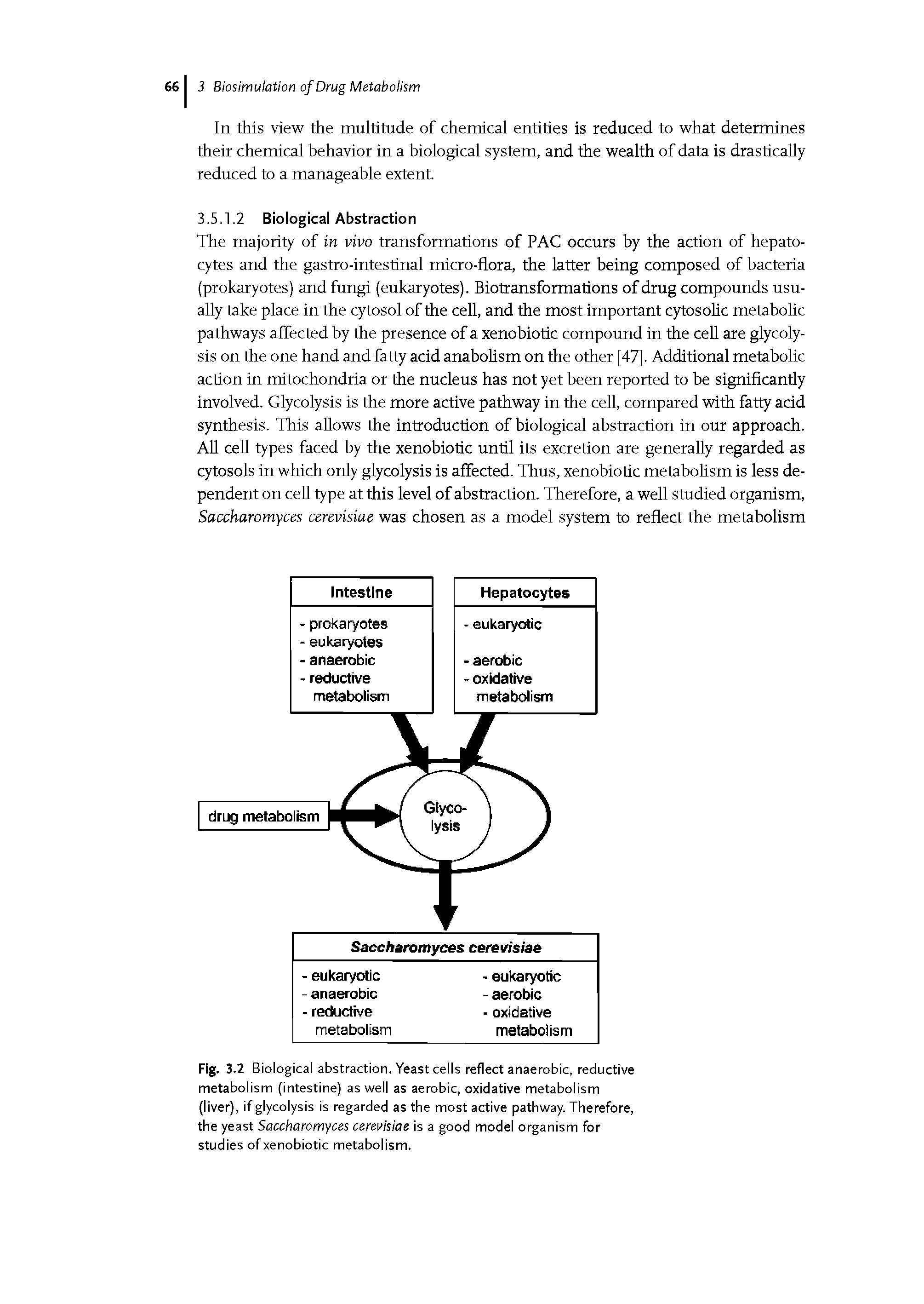 Fig. 3.2 Biological abstraction. Yeast cells reflect anaerobic, reductive metabolism (intestine) as well as aerobic, oxidative metabolism (liver), if glycolysis is regarded as the most active pathway. Therefore, the yeast Saccharomyces cerevisiae is a good model organism for studies of xenobiotic metabolism.