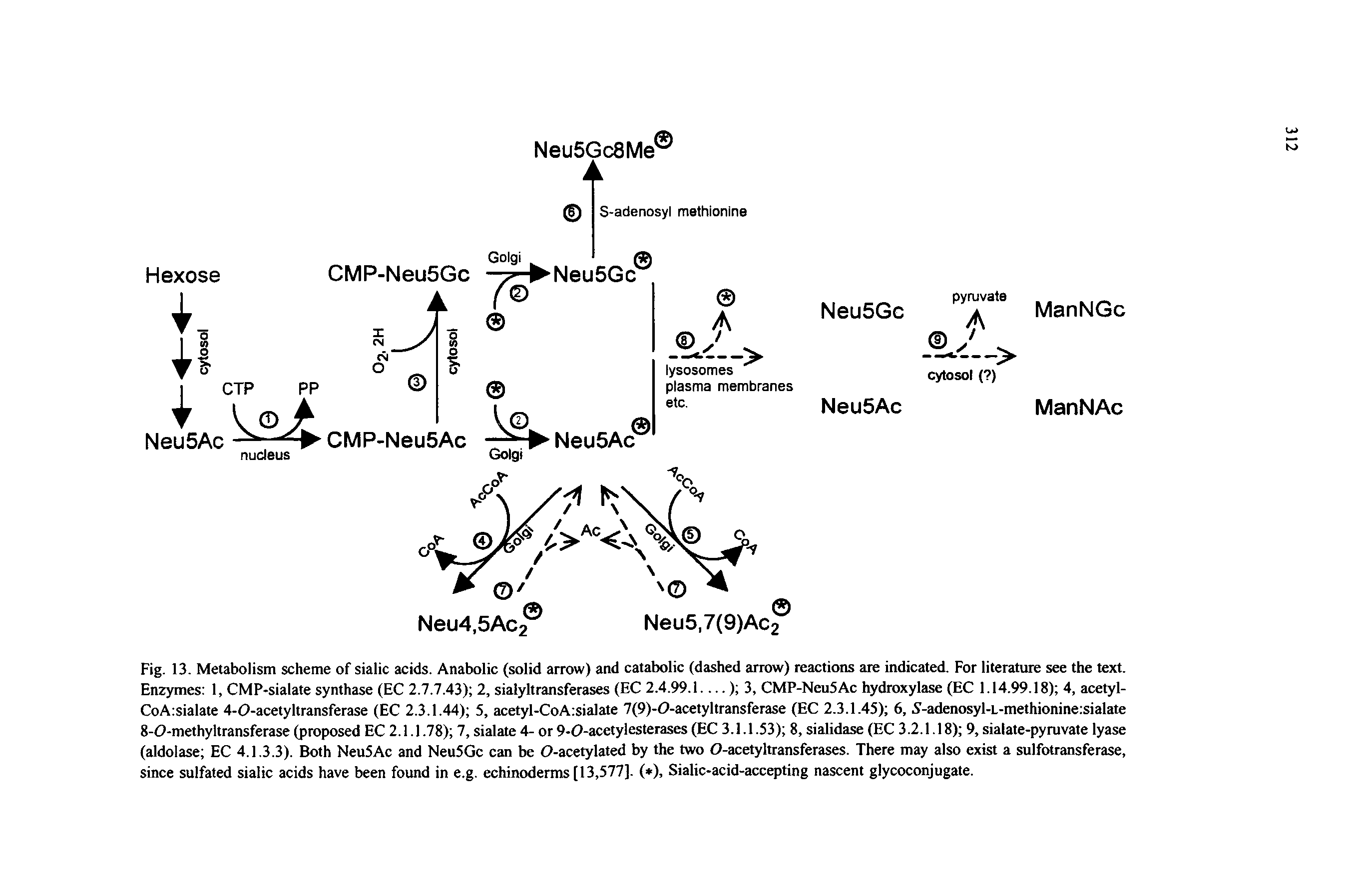 Fig. 13. Metabolism scheme of sialic acids. Anabolic (solid arrow) and catabolic (dashed arrow) reactions are indicated. For literature see the text. Enzymes 1, CMP-sialate synthase (EC 2.7.7.43) 2, sialyltransferases (EC 2.4.99.1.) 3, CMP-Neu5Ac hydroxylase (EC 1.14.99.18) 4, acetyl-CoA sialate 4-0-acetyltransferase (EC 2.3.1.44) 5, acetyl-CoA sialate 7(9)-0-acetyltransferase (EC 2.3.1.45) 6,. S-adenosyl-L-methionine sialate 8-O-methyltransferase (proposed EC 2.1.1.78) 7, sialate 4- or 9-0-acetylesterases (EC 3.1.1.53) 8, sialidase (EC 3.2.1.18) 9, sialate-pyruvate lyase (aldolase EC 4.1.3.3). Both Neu5Ac and Neu5Gc can be O-acetylated by the two O-acetyltransferases. There may also exist a sulfotransferase, since sulfated sialic acids have been found in e.g. echinoderms [13,577]. ( ), Sialic-acid-accepting nascent glycoconjugate.