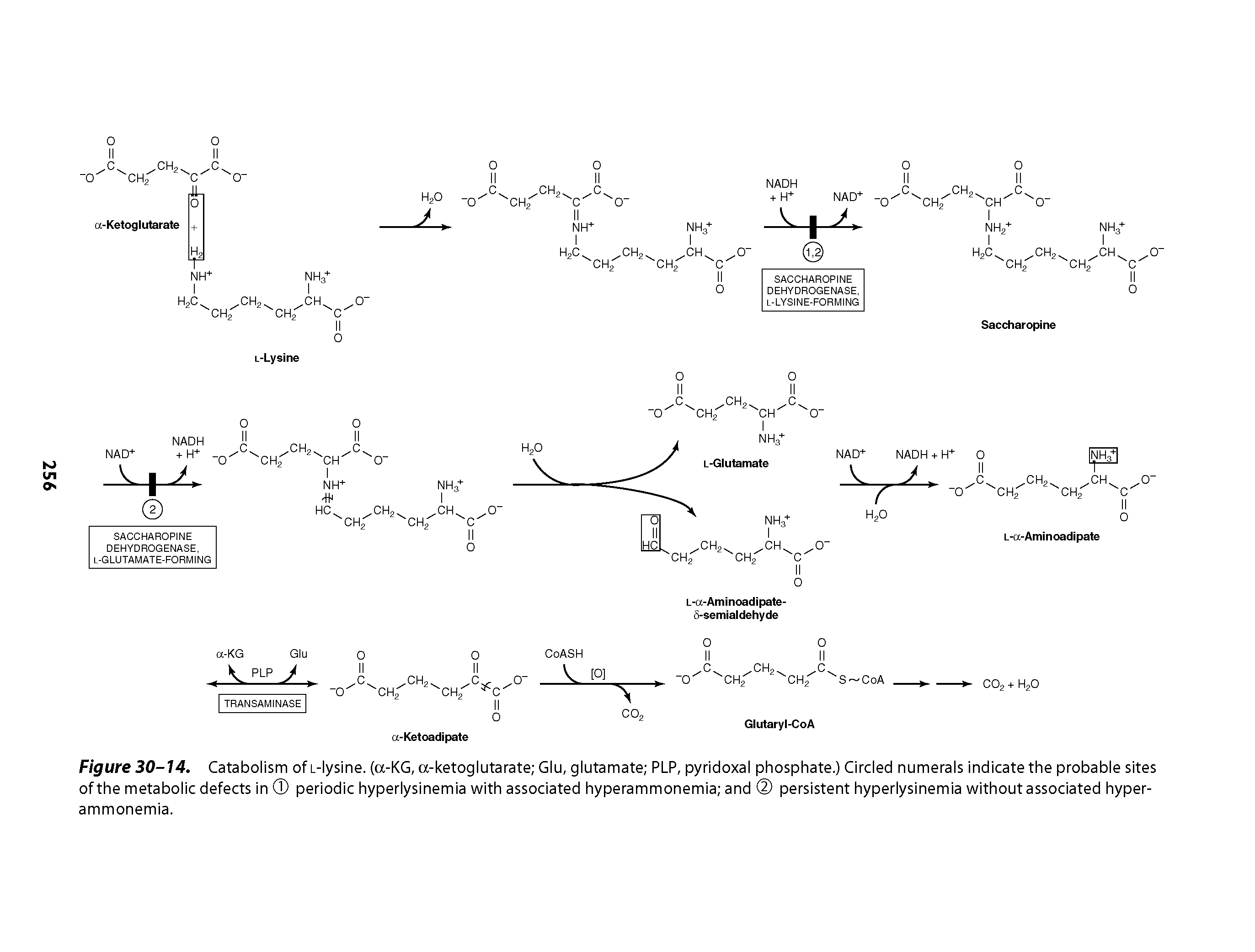 Figure 30-14. Catabolism of i-lysine. (a-KG, a-ketoglutarate Glu, glutamate PLP, pyridoxal phosphate.) Circled numerals indicate the probable sites of the metabolic defects in periodic hyperlysinemia with associated hyperammonemia and persistent hyperlysinemia without associated hyperammonemia.