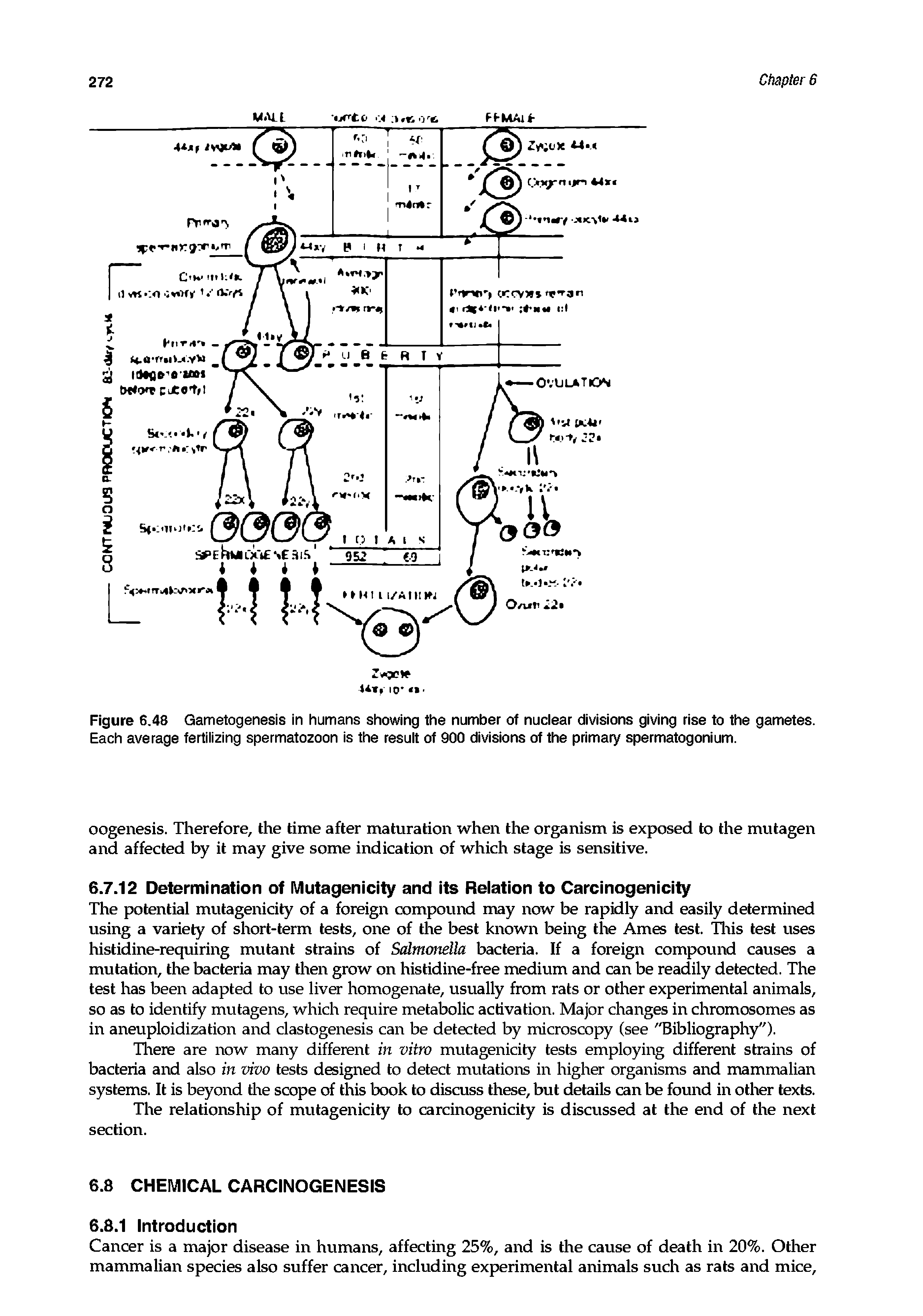 Figure 6.48 Gametogenesis in humans showing the number of nuclear divisions giving rise to the gametes. Each average fertilizing spermatozoon is the result of 900 divisions of the primary spermatogonium.