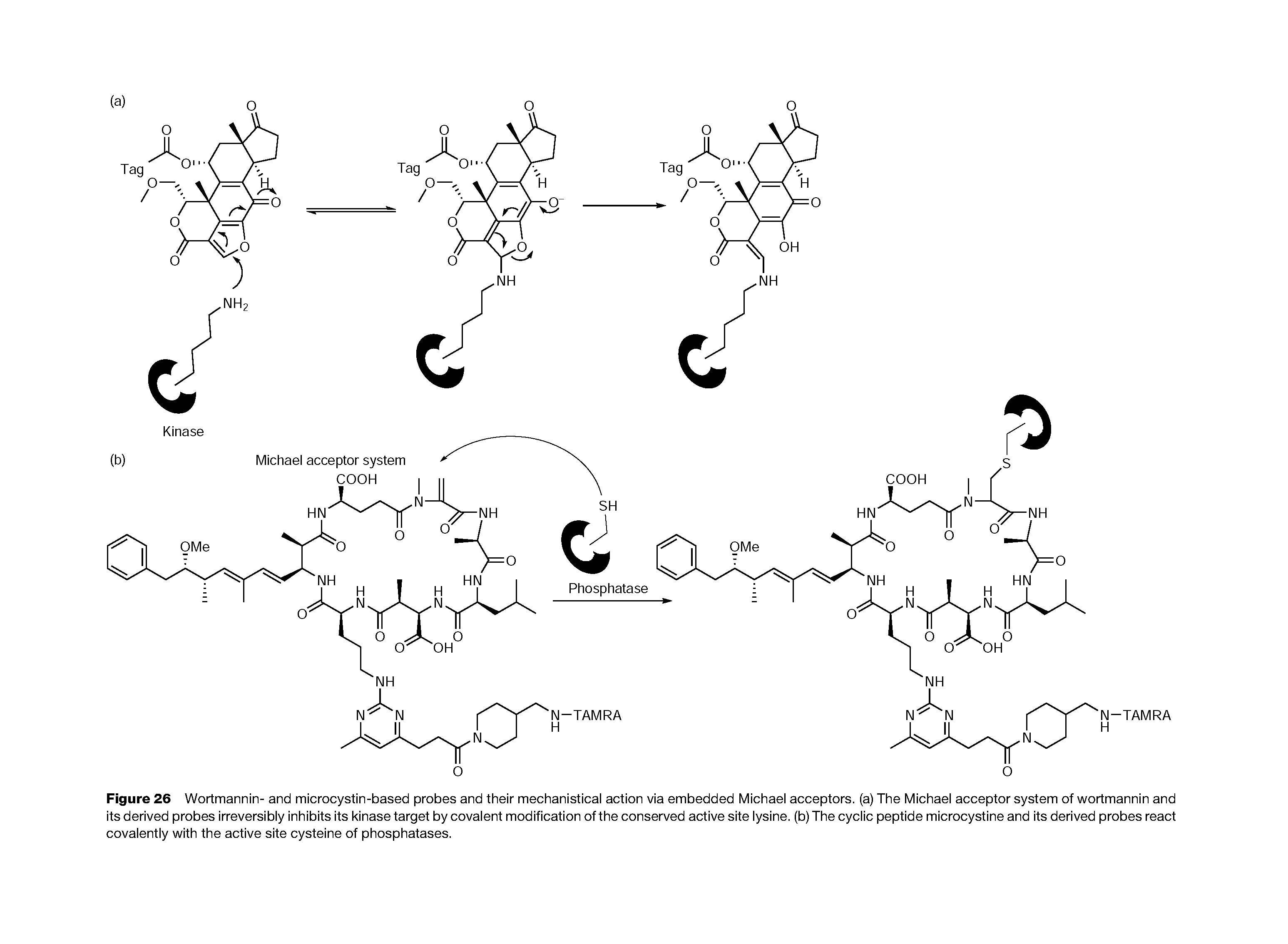 Figure 26 Wortmannin- and microcystin-based probes and their mechanistical action via embedded Michael acceptors, (a) The Michael acceptor system of wortmannin and its derived probes irreversibly inhibits its kinase target by covalent modification of the conserved active site lysine, (b) The cyclic peptide microcystine and its derived probes react covalently with the active site cysteine of phosphatases.