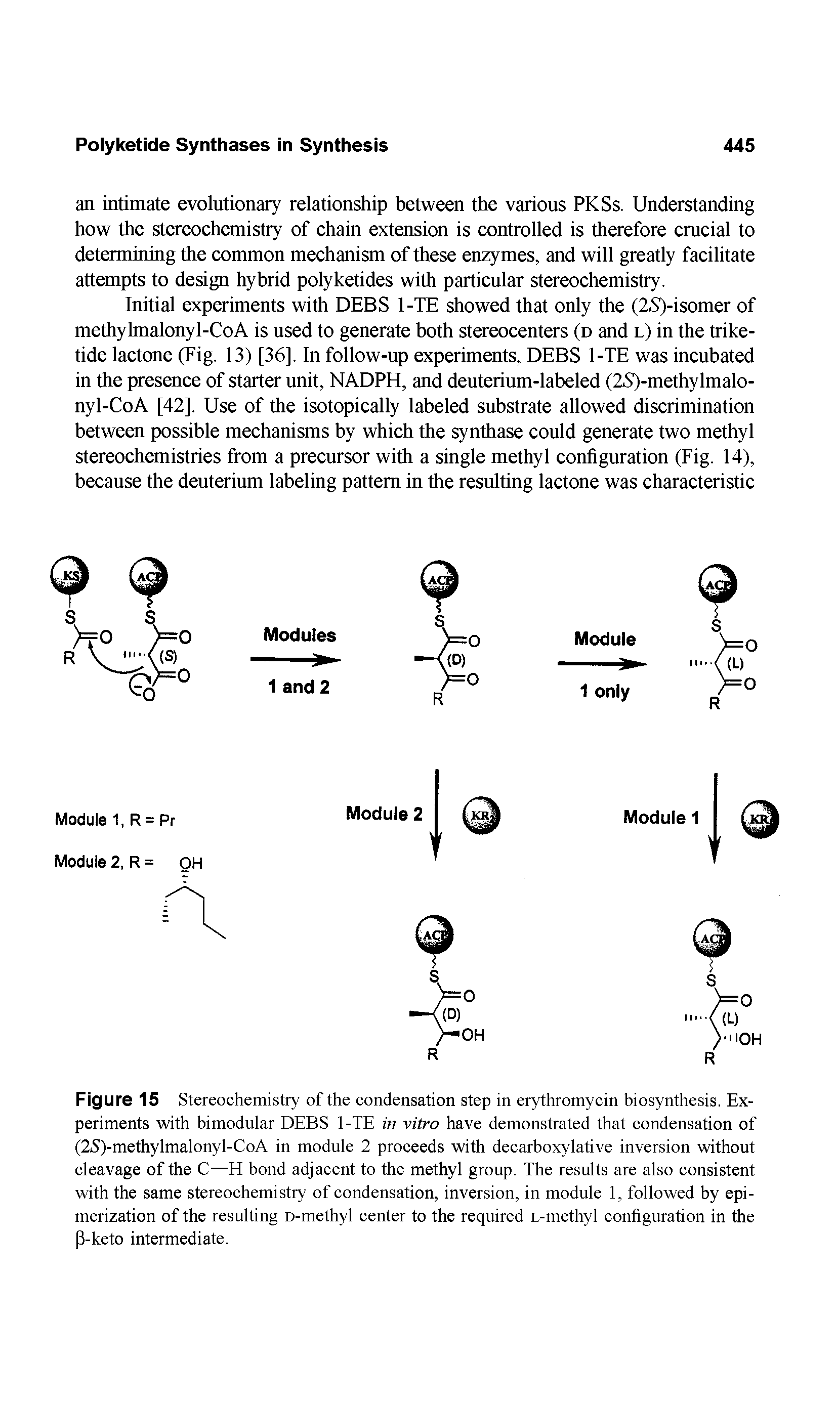 Figure 15 Stereochemistry of the condensation step in erythromycin biosynthesis. Experiments with bimodular DEBS 1-TE in vitro have demonstrated that condensation of (2S)-methylmalonyl-CoA in module 2 proceeds with decarboxylative inversion without cleavage of the C—H bond adjacent to the methyl group. The results are also consistent with the same stereochemistry of condensation, inversion, in module 1, followed by epi-merization of the resulting D-methyl center to the required L-methyl configuration in the P-keto intermediate.