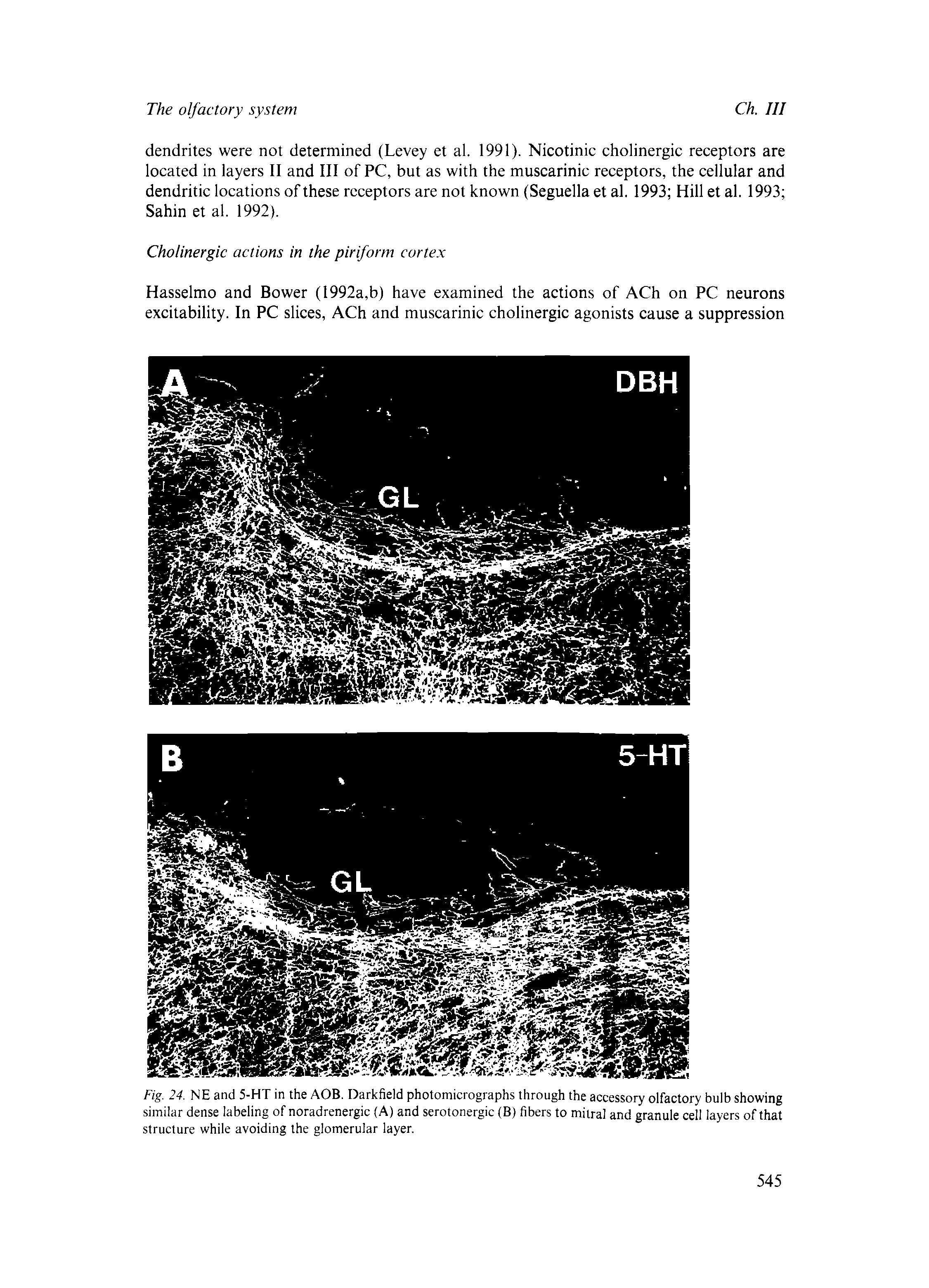 Fig. 24. NE and 5-HT in the AOB. Darkfield photomicrographs through the accessory olfactory bulb showing similar dense labeling of noradrenergic (A) and serotonergic (B) fibers to mitral and granule cell layers of that structure while avoiding the glomerular layer.