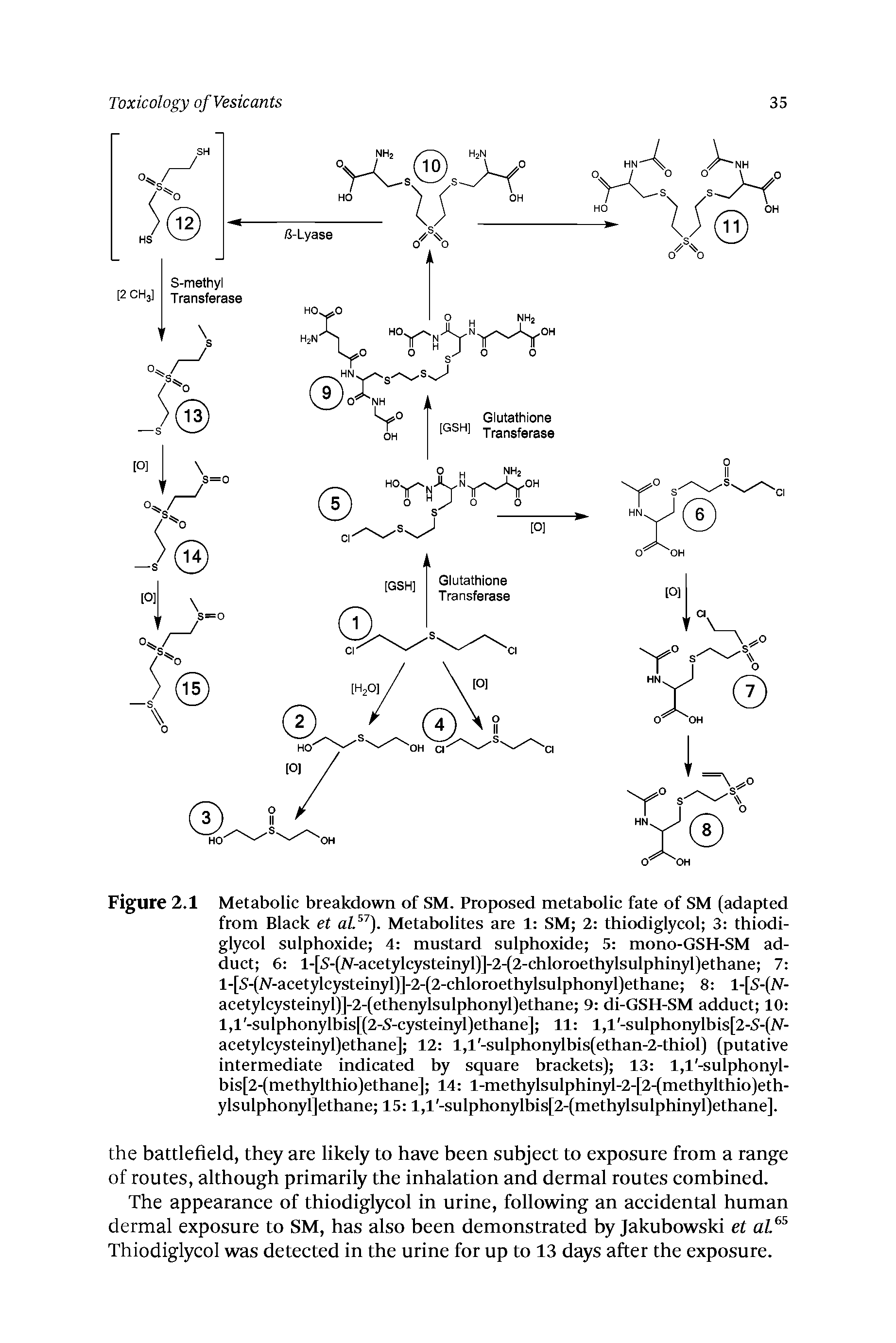 Figure 2.1 Metabolic breakdown of SM. Proposed metabolic fate of SM (adapted from Black et alX). Metabolites are 1 SM 2 thiodiglycol 3 thiodi-glycol sulphoxide 4 mustard sulphoxide 5 mono-GSH-SM adduct 6 l-[S-(iV-acetylcysteinyl)]-2-(2-chloroethylsulphinyl)ethane 7 l-[S-(Af-acetylcysteinyl)]-2-(2-chloroethylsulphonyl)ethane 8 1-[S-(N-acetylcysteinyl)]-2-(ethenylsulphonyl)ethane 9 di-GSH-SM adduct 10 l,l -sulphonylbis[(2-5 -cysteinyl)ethane] 11 l,l -sulphonylbis[2-S-(Af-acetylcysteinyl)ethane] 12 l,l -sulphonylbis(ethan-2-thiol) (putative intermediate indicated by square brackets) 13 l,l -sulphonyl-bis[2-(methylthio)ethane] 14 l-methylsulphinyl-2-[2-(methylthio)eth-ylsulphonyljethane 15 l,l -sulphonylbis[2-(methylsulphinyl)ethane].