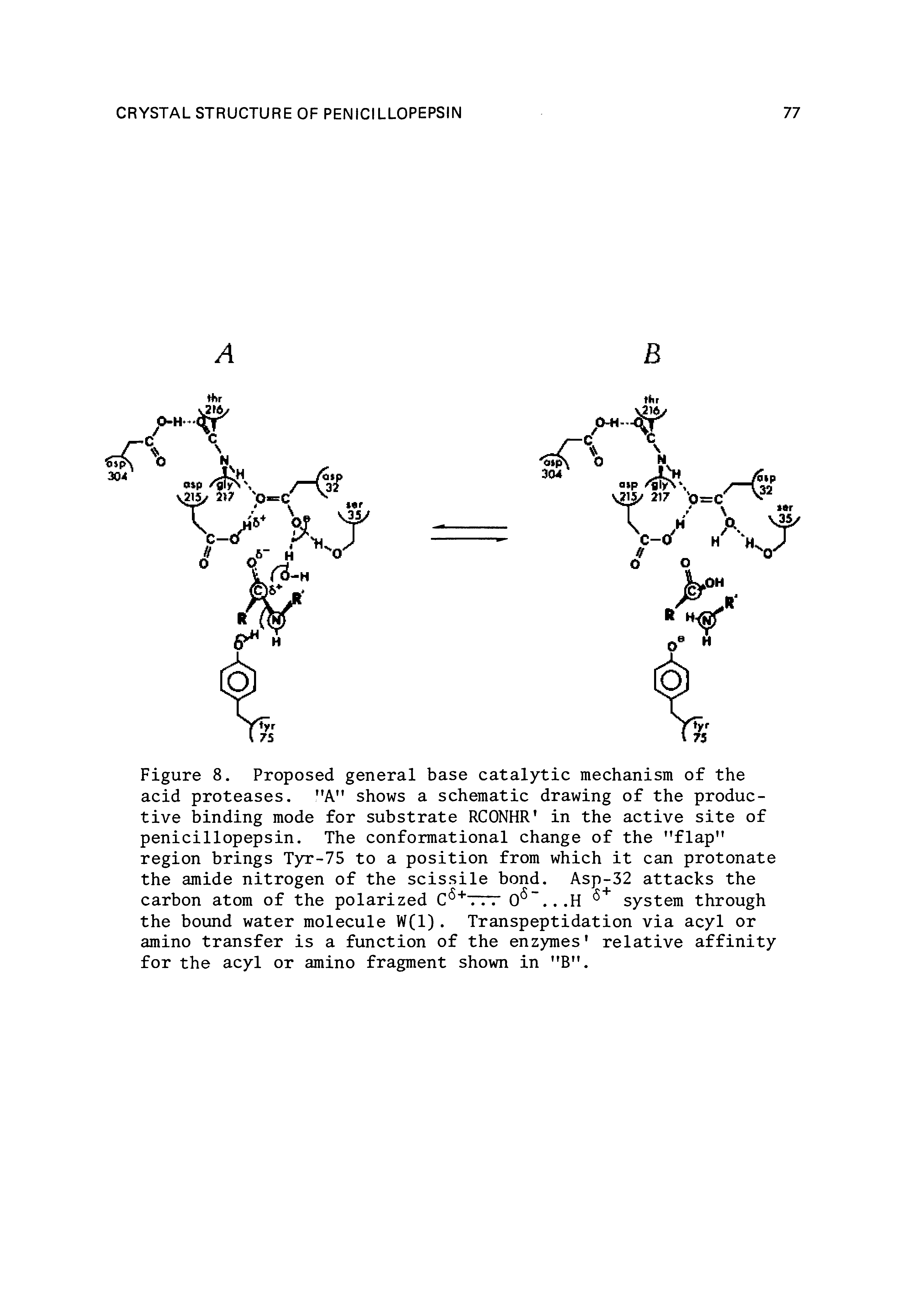 Figure 8. Proposed general base catalytic mechanism of the acid proteases. "A" shows a schematic drawing of the productive binding mode for substrate RCONHR in the active site of penicillopepsin. The conformational change of the flap region brings Tyr-75 to a position from which it can protonate the amide nitrogen of the scissile bond. Asp-32 attacks the carbon atom of the polarized system through...