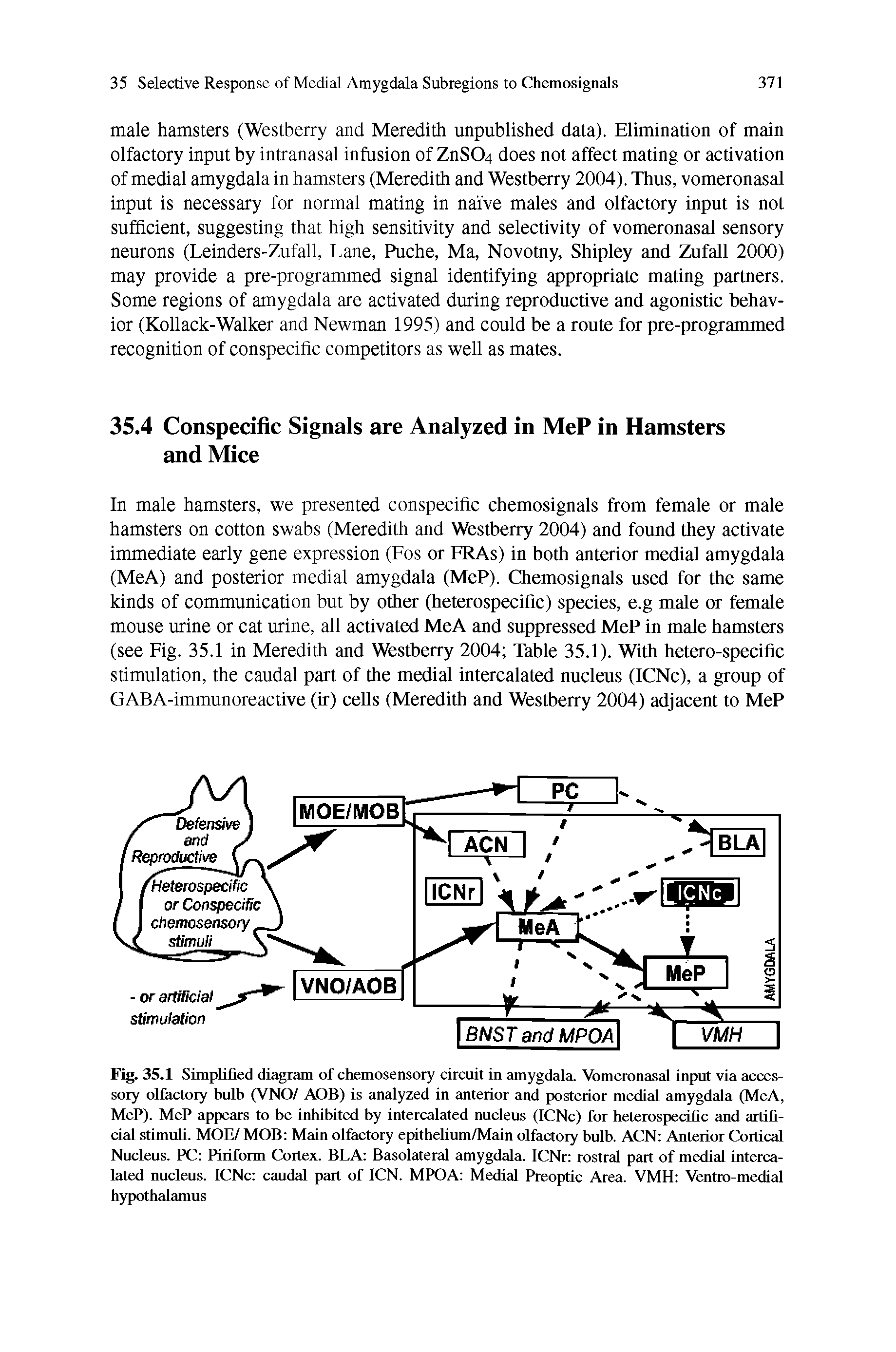 Fig. 35.1 Simplified diagram of chemosensory circuit in amygdala. Vomeronasal input via accessory olfactory bulb (VNO/ AOB) is analyzed in anterior and posterior medial amygdala (MeA, MeP). MeP appears to be inhibited by intercalated nucleus (ICNc) for heterospecific and artificial stimuli. MOE/ MOB Main olfactory epithelium/Main olfactory bulb. ACN Anterior Cortical Nucleus. PC Piriform Cortex. BLA Basolateral amygdala. ICNr rostral part of medial intercalated nucleus. ICNc caudal part of ICN. MPOA Medial Preoptic Area. VMH Ventro-medial hypothalamus...