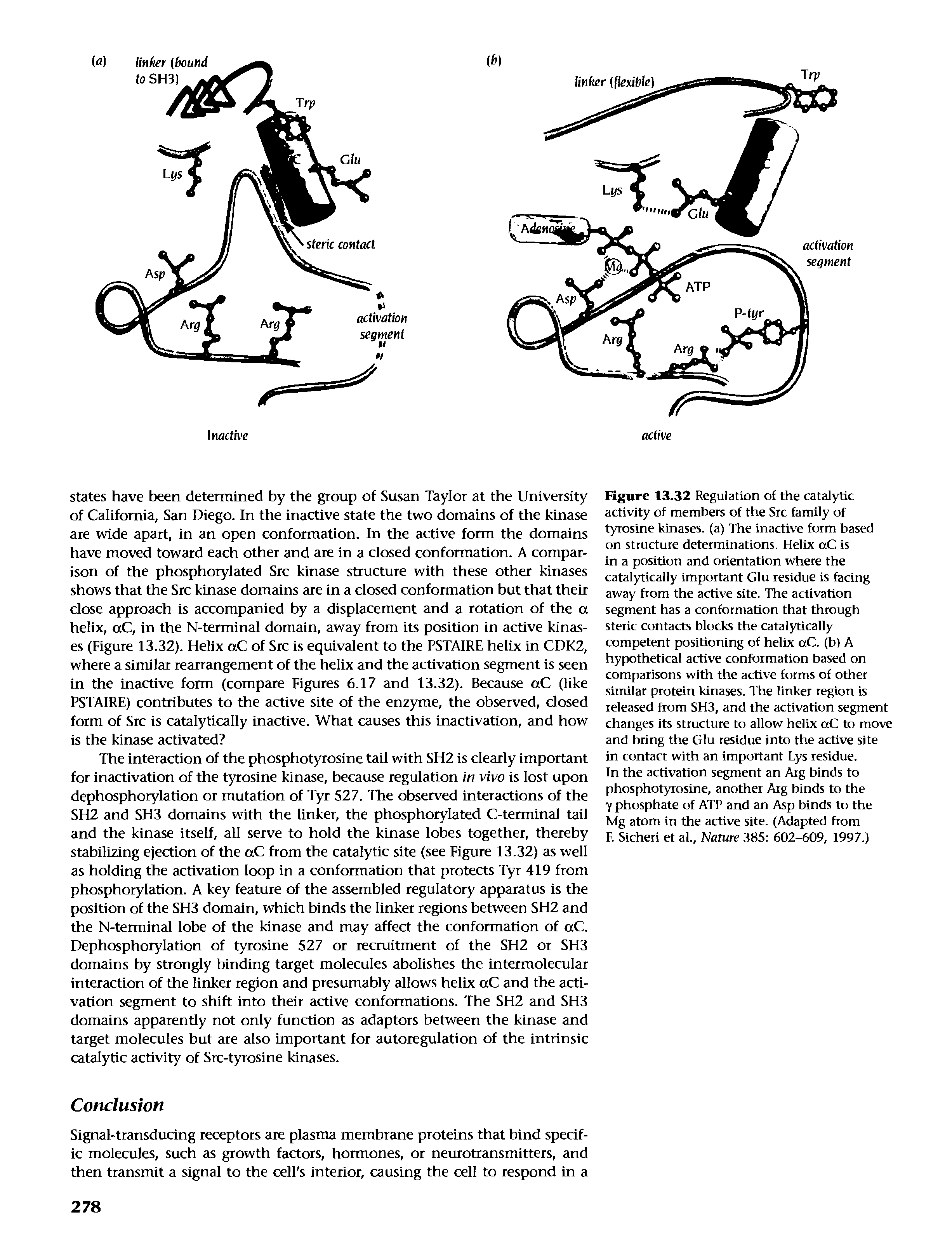 Figure 13.32 Regulation of the catalytic activity of members of the Src family of tyrosine kinases, (a) The inactive form based on structure determinations. Helix aC is in a position and orientation where the catalytically important Glu residue is facing away from the active site. The activation segment has a conformation that through steric contacts blocks the catalytically competent positioning of helix aC. (b) A hypothetical active conformation based on comparisons with the active forms of other similar protein kinases. The linker region is released from SH3, and the activation segment changes its structure to allow helix aC to move and bring the Glu residue into the active site in contact with an important Lys residue.