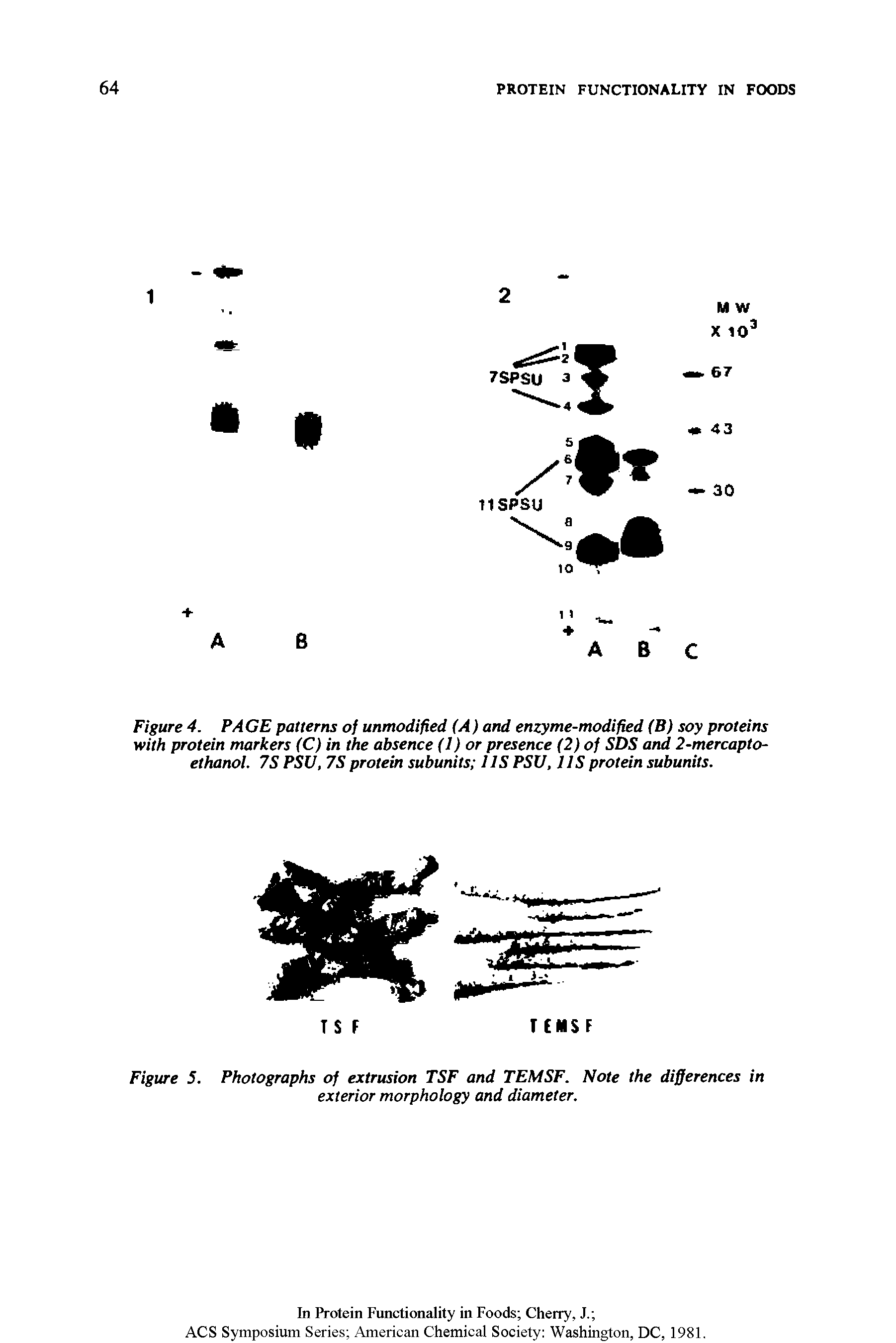 Figure 5. Photographs of extrusion TSF and TEMSF. Note the differences in exterior morphology and diameter.