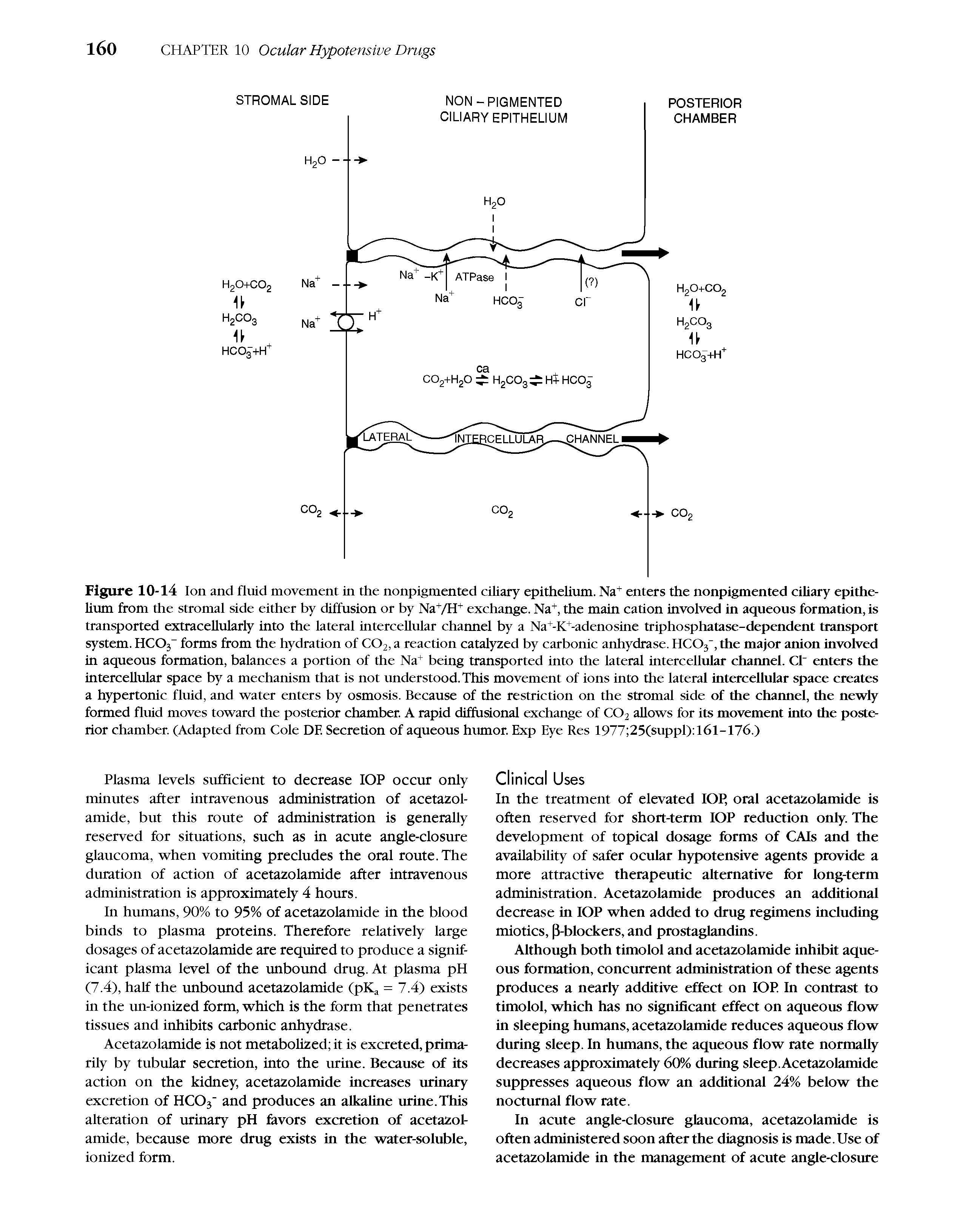 Figure 10-14 Ion and fluid movement in the nonpigmented ciliary epithelium. Na+ enters the nonpigmented ciliary epithelium from the stromal side either by diffusion or by NaVH+ exchange. Na+, the main cation involved in aqueous formation, is transported extraceUularly into the lateral intercellular channel by a Na+-K+-adenosine triphosphatase-dependent transport system. HC03 forms from the hydration of CO2, a reaction catalyzed by carbonic anhydrase. HC03", the major anion involved in aqueous formation, balances a portion of the Na+ being transported into the lateral intercellular channel. Cl" enters the intercellular space by a mechanism that is not understood. This movement of ions into the lateral intercellular space creates a hypertonic fluid, and water enters by osmosis. Because of the restriction on the stromal side of the channel, the newly formed fluid moves toward the posterior chamber. A rapid diffusional exchange of CO2 allows for its movement into the posterior chamber. (Adapted from Cole DF. Secretion of aqueous humor. Exp Eye Res 1977 25(suppl) l6l-176.)...