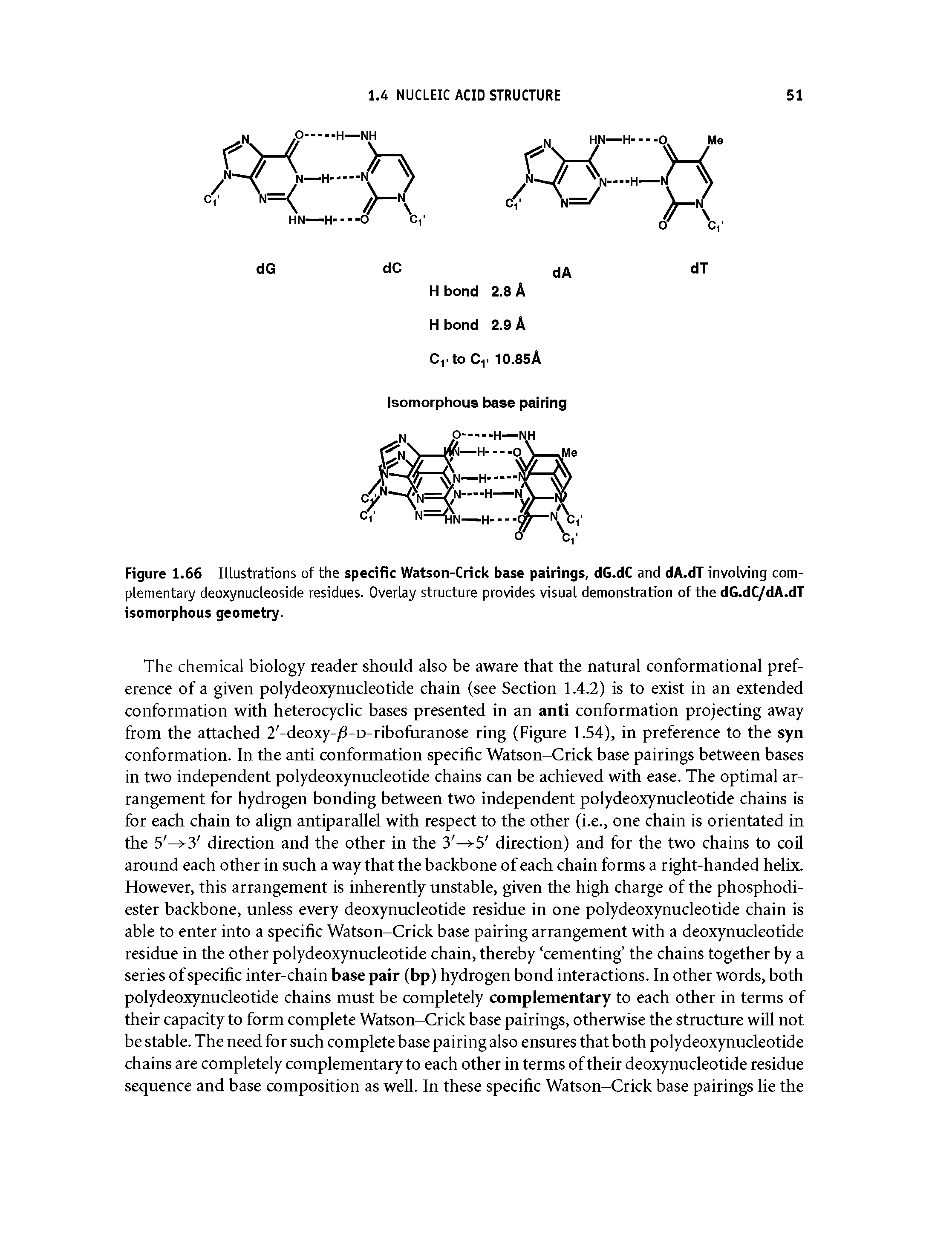 Figure 1.66 Illustrations of the specific Watson-Crick base pairings, dG.dC and dA.dT involving complementary deoxynucleoside residues. Overlay structure provides visual demonstration of the dG.dC/dA.dT isomorphous geometry.