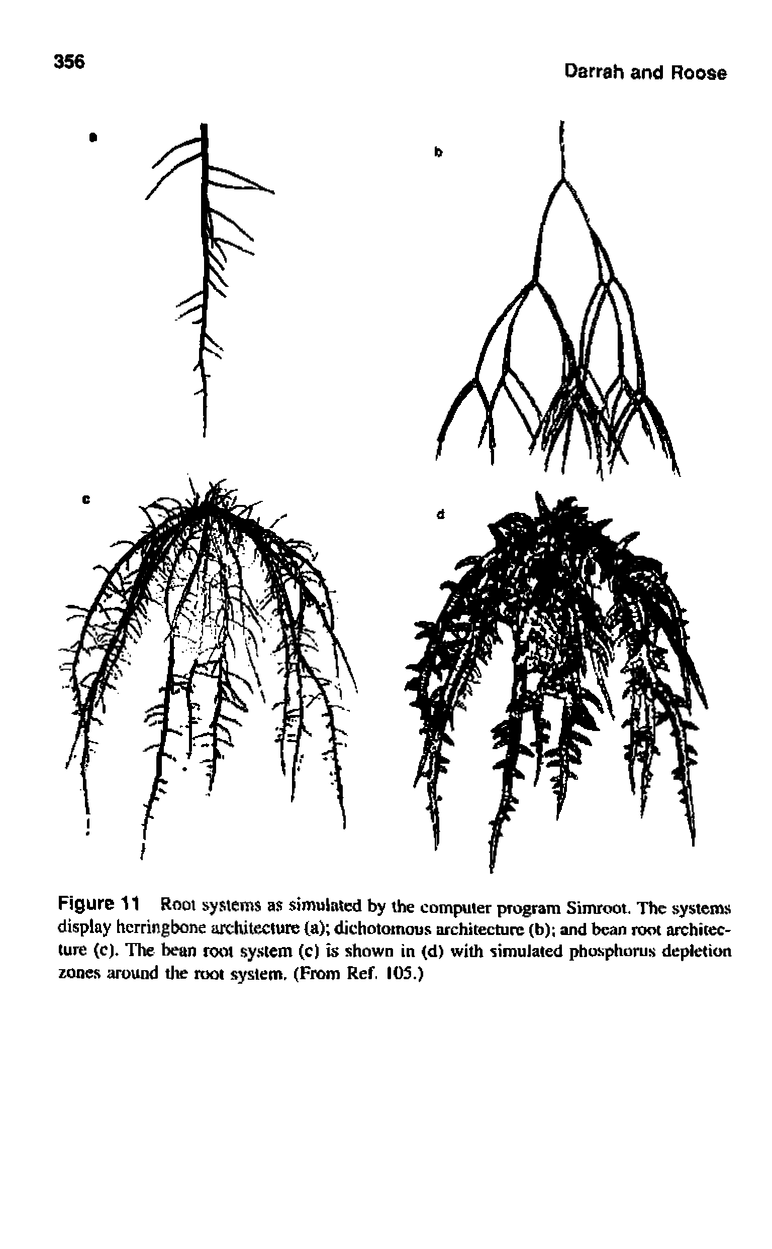 Figure 11 Root systems as simulated by the computer program Simroot. The systems display herriitgbone architecture (a) dichotomous architecture (b) and bean root architecture (c). The bean root system (c) is shown in <d) with simulated phosphorus depletion zones around tlie root system. (From Ref. 105.)...