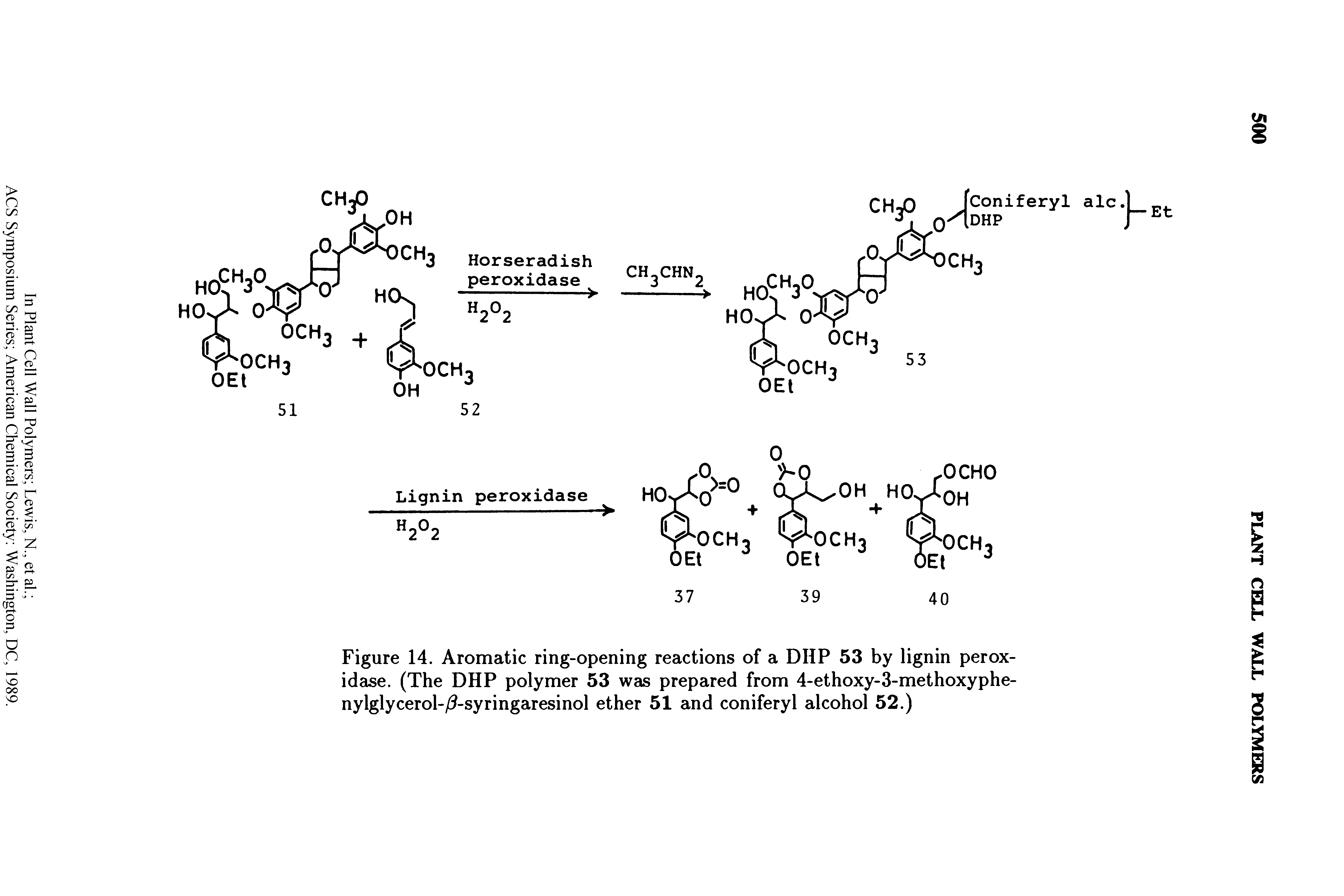 Figure 14. Aromatic ring-opening reactions of a DHP 53 by lignin peroxidase. (The DHP polymer 53 was prepared from 4-ethoxy-3-methoxyphe-nylglycerol-/ -syringaresinol ether 51 and coniferyl alcohol 52.)...