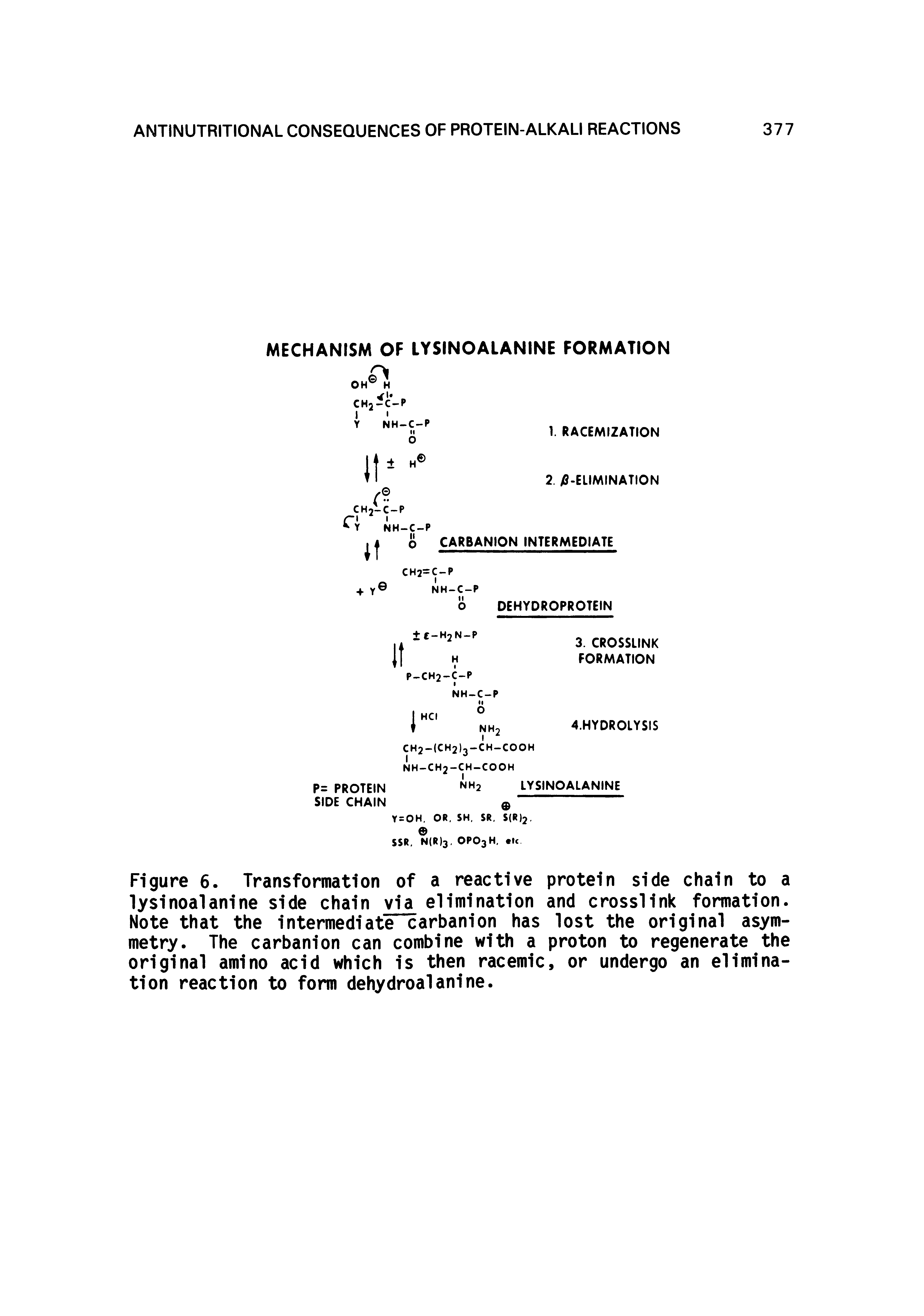 Figure 6. Transformation of a reactive protein side chain to a lysinoalanine side chain via elimination and crosslink formation. Note that the intermediate carbanion has lost the original asymmetry. The carbanion can combine with a proton to regenerate the original amino acid which is then racemic, or undergo an elimination reaction to form dehydroalanine.