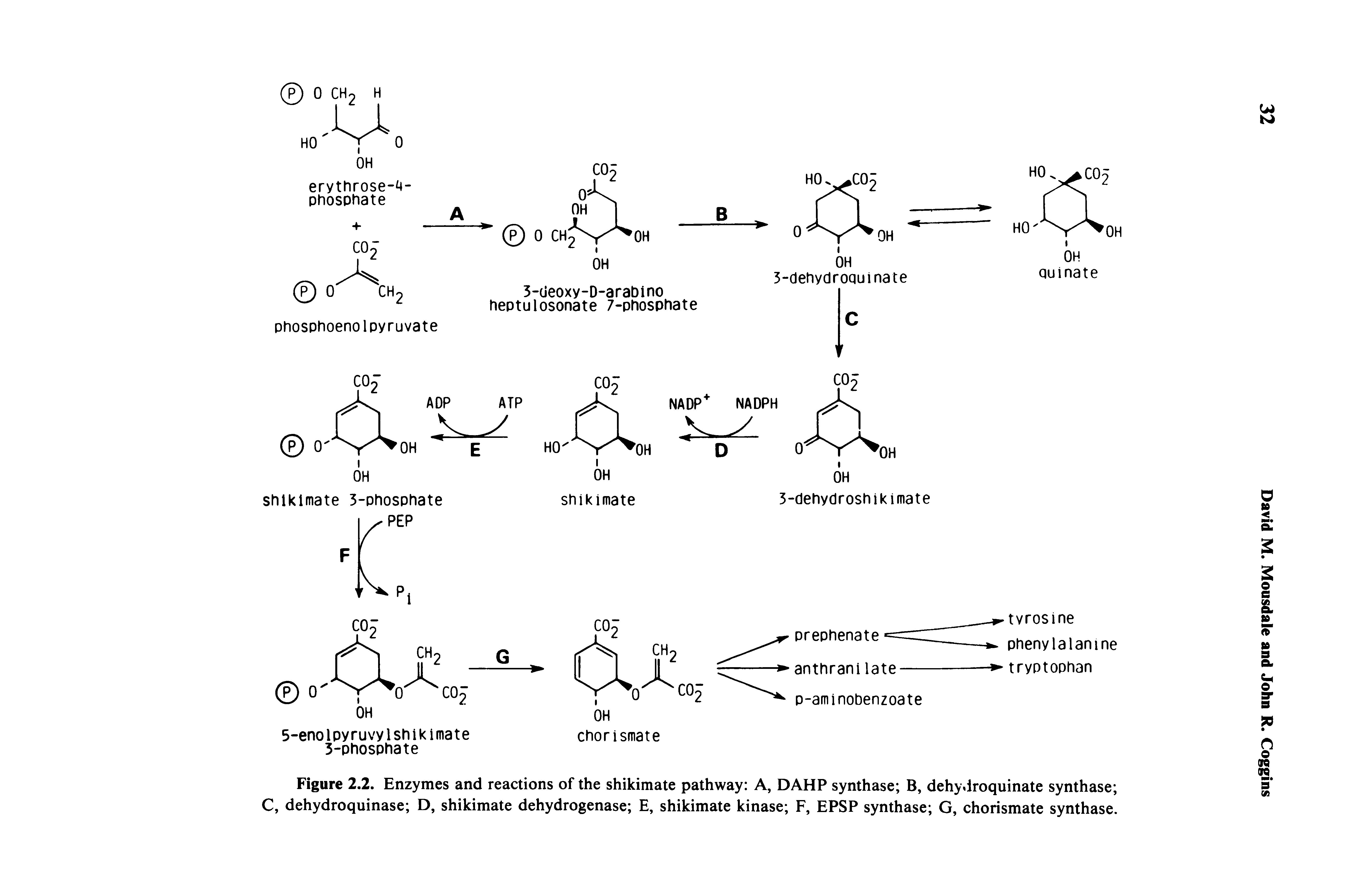Figure 2.2. Enzymes and reactions of the shikimate pathway A, DAMP synthase B, dehydroquinate synthase C, dehydroquinase D, shikimate dehydrogenase E, shikimate kinase F, EPSP synthase G, chorismate synthase.