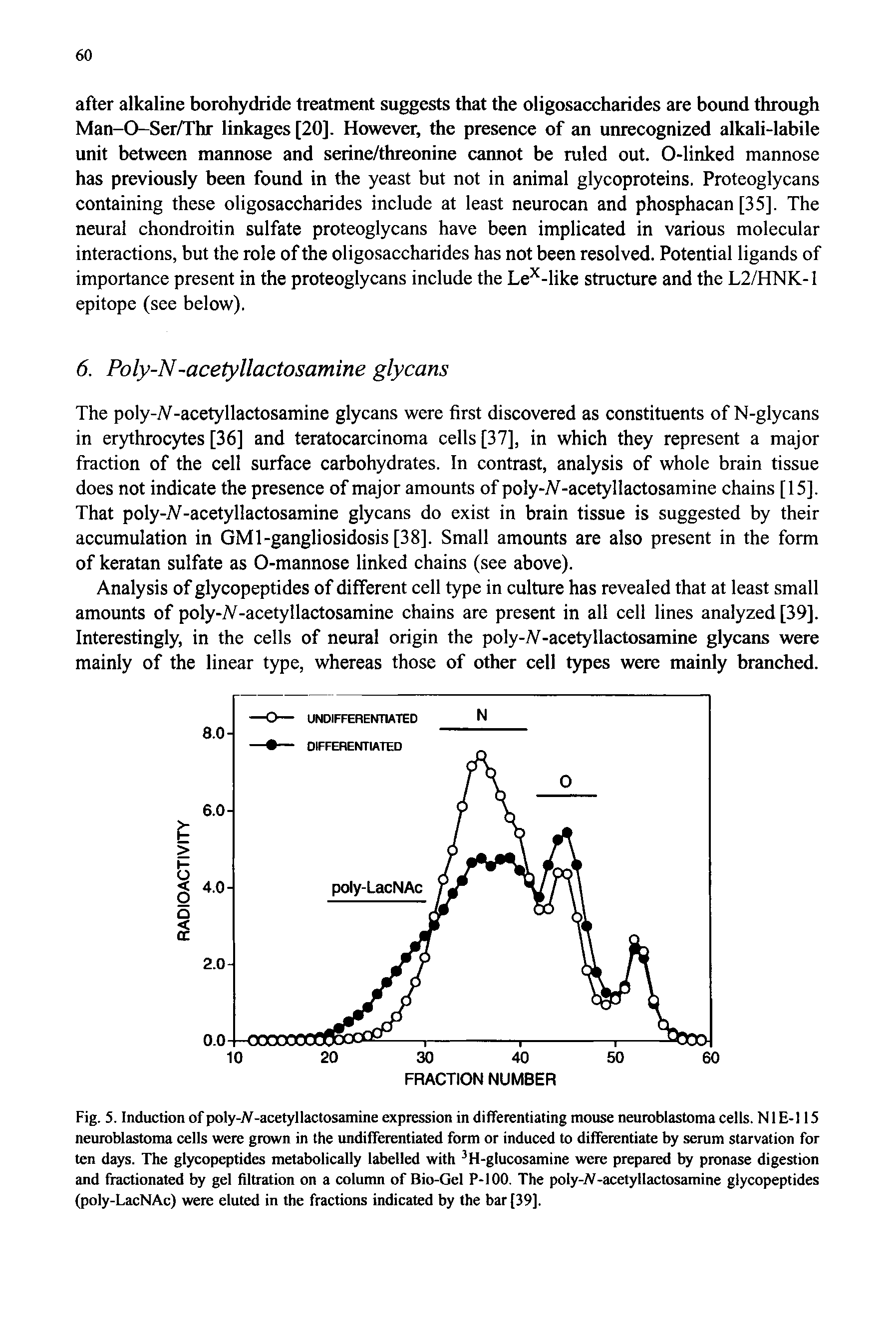 Fig. 5. Induction of poly-iV-acetyllactosamine expression in differentiating mouse neuroblastoma cells. N1E-115 neuroblastoma cells were grown in the undifferentiated form or induced to differentiate by serum starvation for ten days. The glycopeptides metabolically labelled with H-glucosamine were prepared by pronase digestion and fractionated by gel filtration on a column of Bio-Gel P-100. The poIy-fV-acetyllactosamine glycopeptides (poly-LacNAc) were eluted in the fractions indicated by the bar [39].