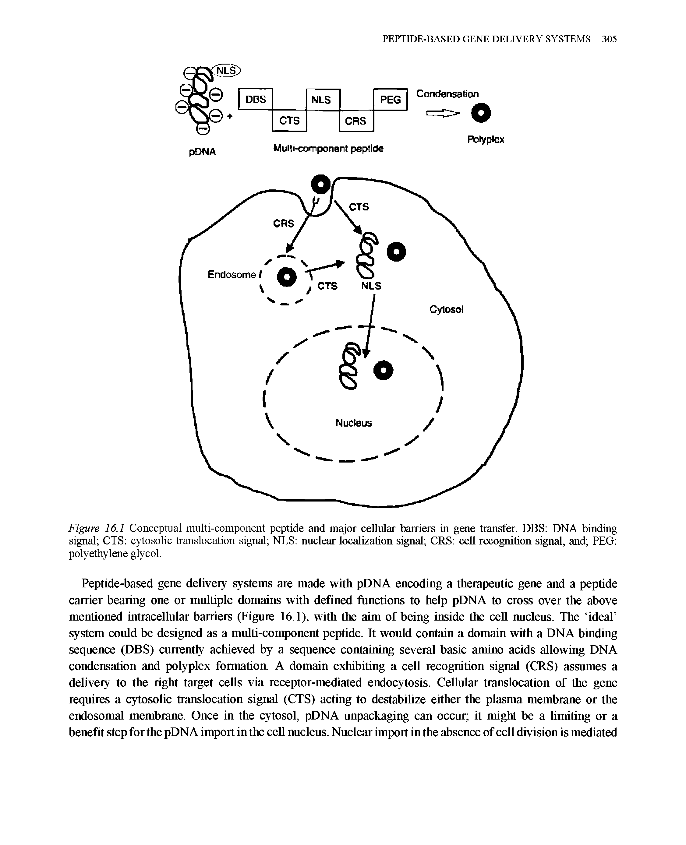 Figure 16.1 Conceptual multi-component peptide and major cellular barriers in gene transfer. DBS DNA binding signal CTS cytosolic translocation signal NLS nuclear localization signal CRS cell recognition signal, and PEG polyethylene glycol.