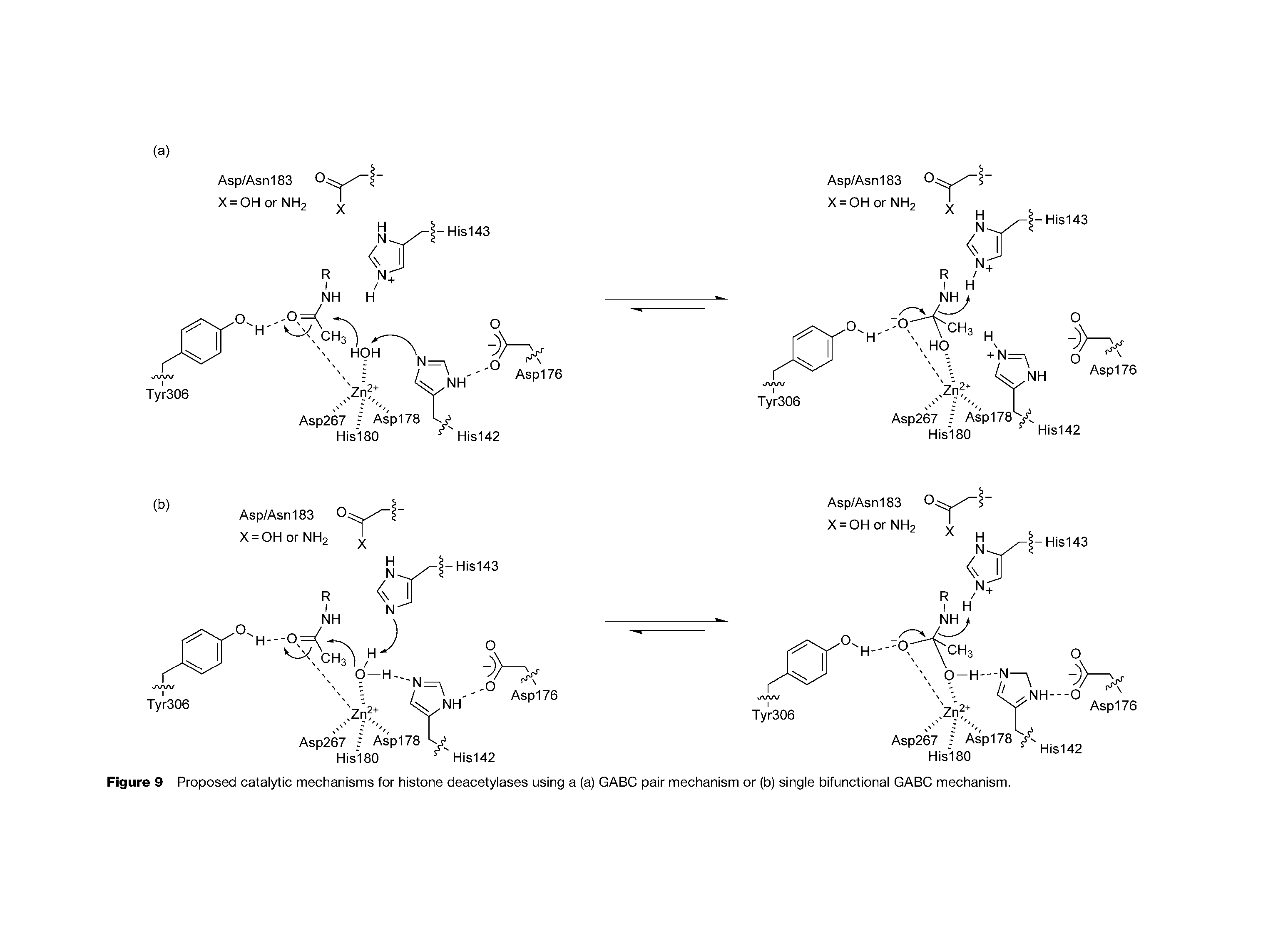 Figure 9 Proposed catalytic mechanisms for histone deacetylases using a (a) GABO pair mechanism or (b) single bifunctional GABO mechanism.