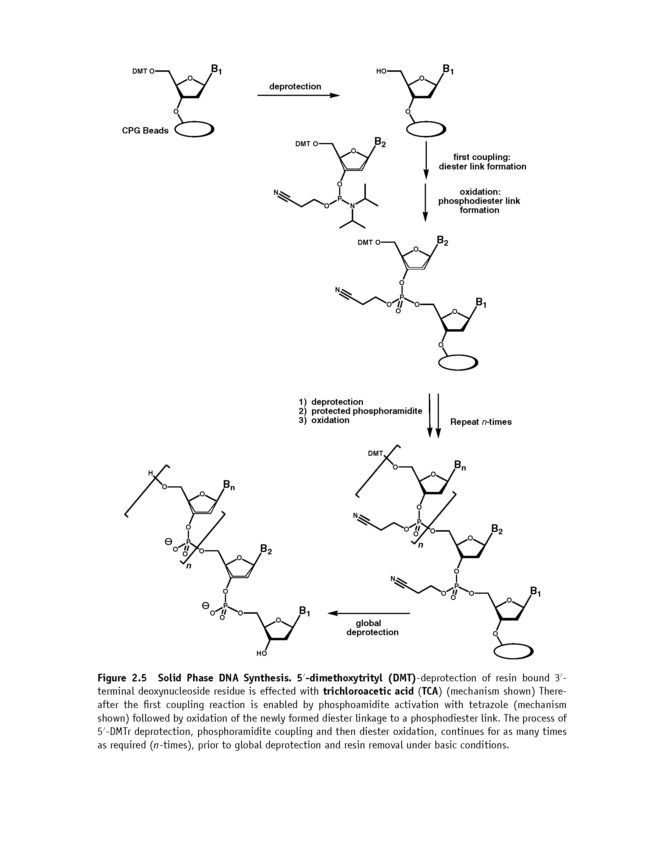 Figure 2.5 Solid Phase DNA Synthesis. 5 -dimethoxytrityl (DMT)-deprotection of resin bound 3 -terminal deoxynucLeoside residue is effected with trichloroacetic acid (TCA) (mechanism shown) Thereafter the first coupling reaction is enabled by phosphoamidite activation with tetrazole (mechanism shown) followed by oxidation of the newly formed diester linkage to a phosphodiester link. The process of 5 -DMTr deprotection, phosphoramidite coupling and then diester oxidation, continues for as many times as required (n-times), prior to global deprotection and resin removal under basic conditions.