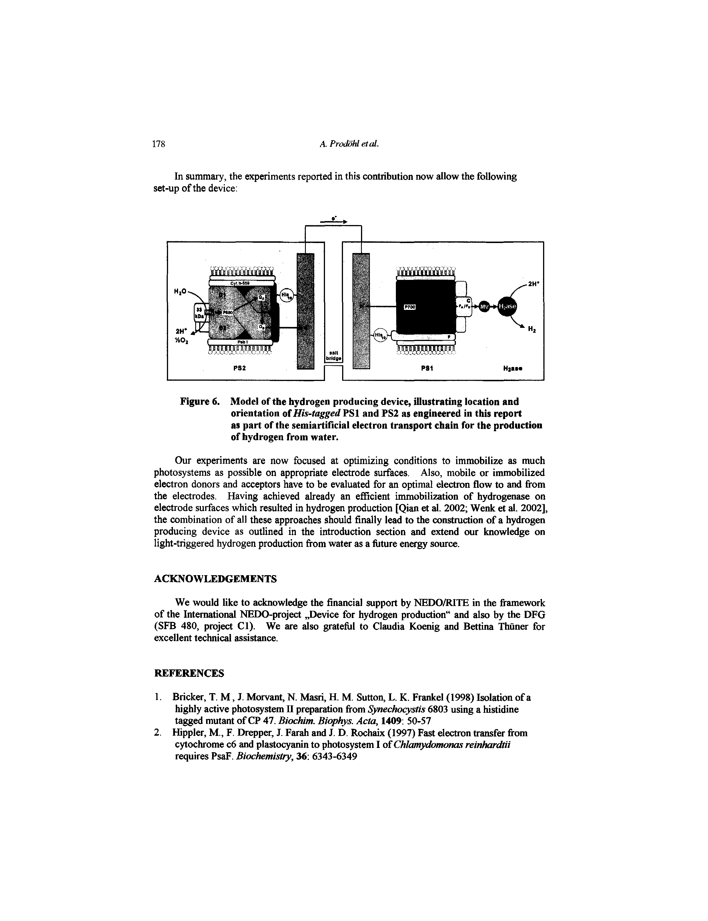 Figure 6. Model of the hydrogen producing device, illustrating location and orientation of His-tagged PS1 and FS2 as engineered in this report as part of the semiartificial electron transport chain for the production of hydrogen from water.