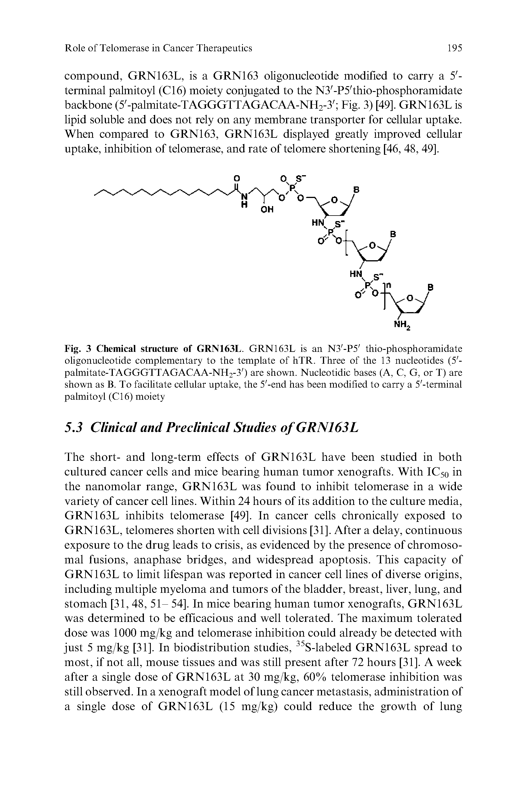 Fig. 3 Chemical structure of GRN163L. GRN163L is an N3 -P5 thio-phosphoramidate oligonucleotide complementary to the template of hTR. Three of the 13 nucleotides (5 -palmitate-TAGGGTTAGACAA-NH2-3 ) are shown. Nucleotidic bases (A, C, G, or T) are shown as B. To facilitate cellular uptake, the 5 -end has been modified to carry a 5 -terminal palmitoyl (Cl 6) moiety...