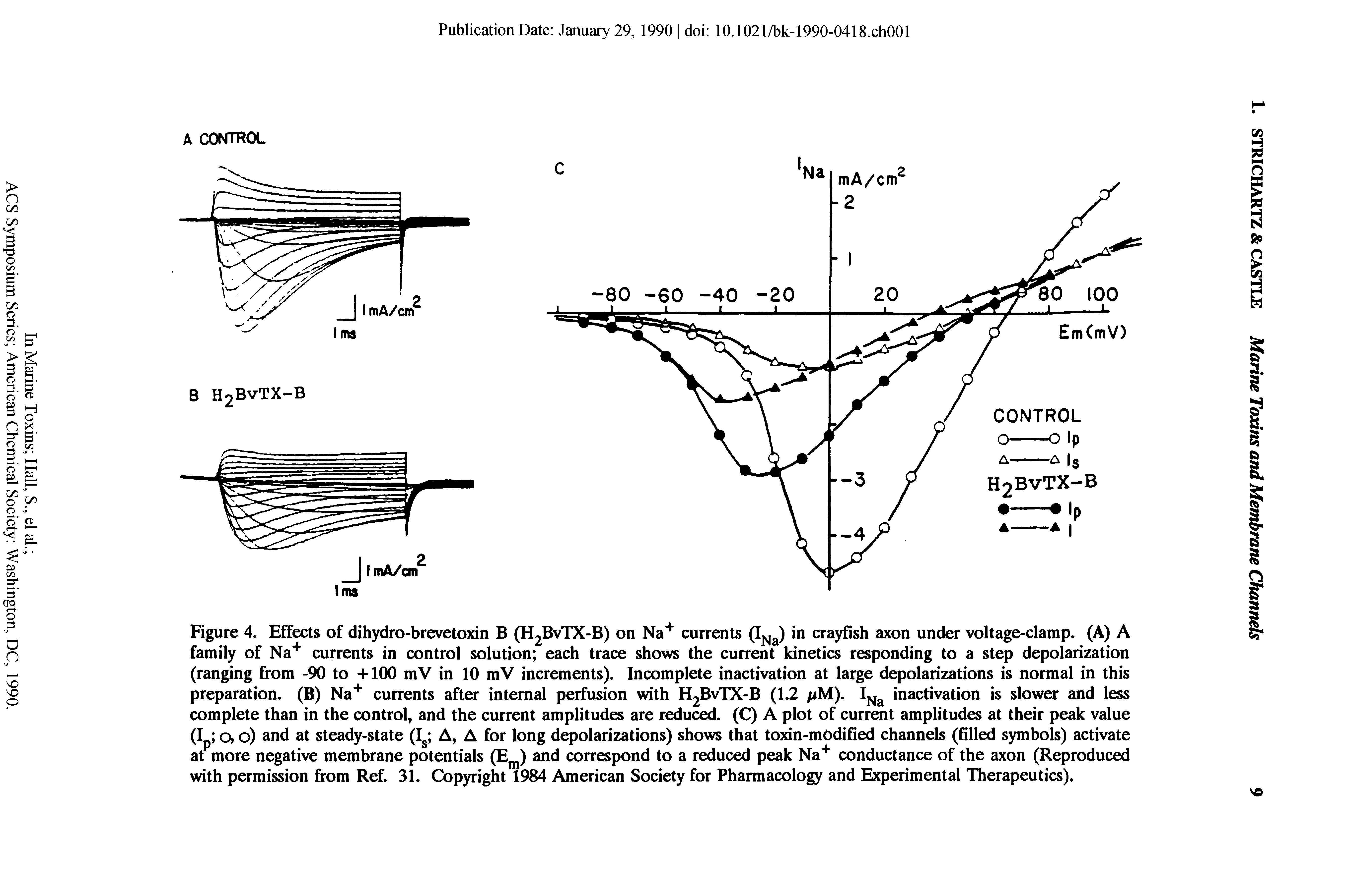 Figure 4. Effects of dihydro-brevetoxin B (H2BVTX-B) on Na currents in crayfish axon under voltage-clamp. (A) A family of Na currents in control solution each trace shows the current kinetics responding to a step depolarization (ranging from -90 to -I-100 mV in 10 mV increments). Incomplete inactivation at large depolarizations is normal in this preparation. (B) Na currents after internal perfusion with H2BVTX-B (1.2 a M). inactivation is slower and less complete than in the control, and the current amplitudes are reduced. (C) A plot of current amplitudes at their peak value (Ip o, o) and at steady-state (I A, A for long depolarizations) shows that toxin-mOdified channels (filled symbols) activate at more negative membrane potentials and correspond to a reduced peak Na conductance of the axon (Reproduced with permission from Ref. 31. Copyright 1984 American Society for Pharmacology and Experimental Therapeutics).