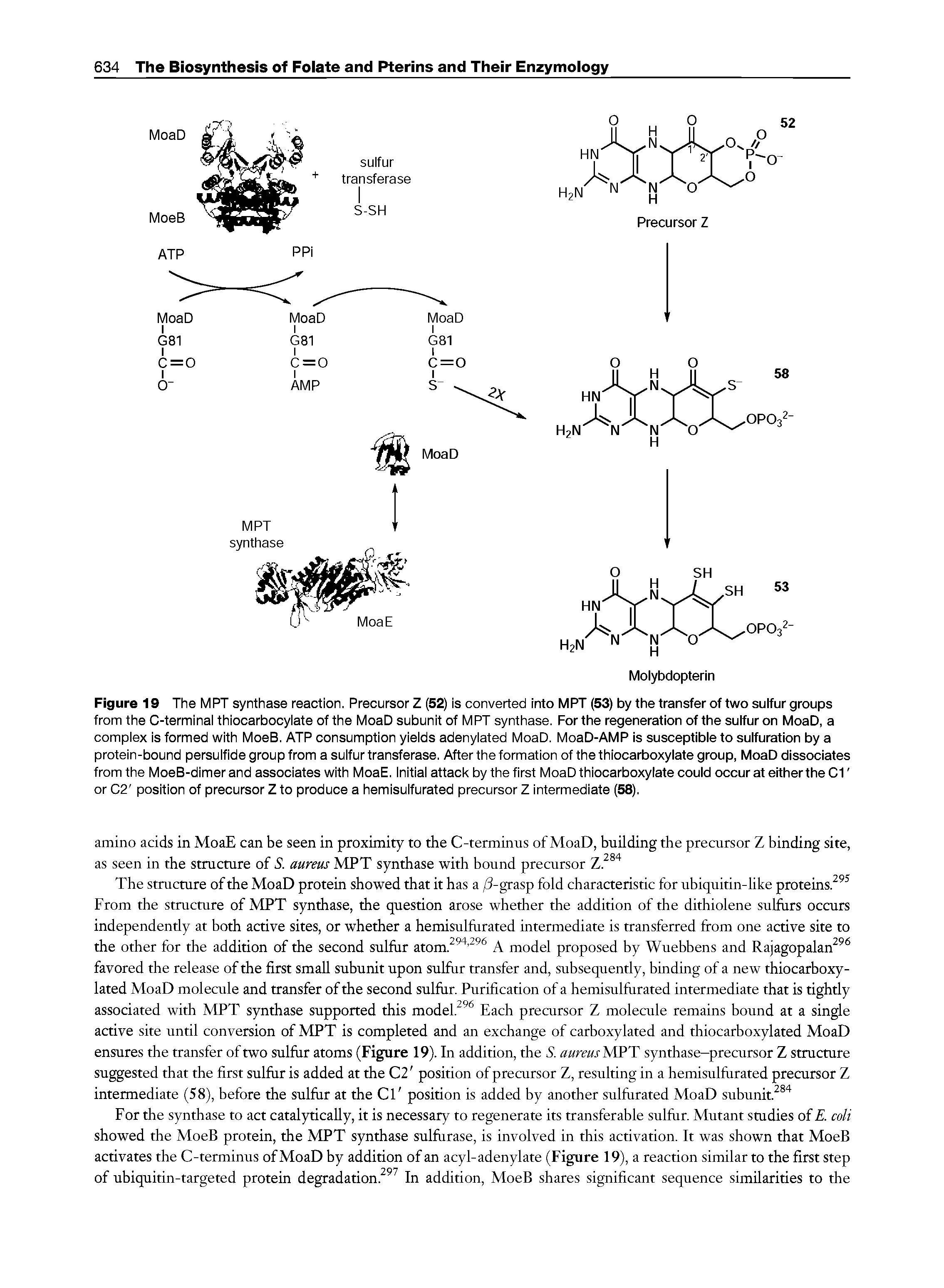 Figure 19 The MPT synthase reaction. Precursor Z (52) is converted into MPT (53) by the transfer of two sulfur groups from the C-terminal thiocarbocylate of the MoaD subunit of MPT synthase. For the regeneration of the sulfur on MoaD, a complex is formed with MoeB. ATP consumption yields adenylated MoaD. MoaD-AMP is susceptible to sulfuration by a protein-bound persulfide group from a sulfur transferase. After the formation of the thiocarboxylate group, MoaD dissociates from the MoeB-dimer and associates with MoaE. Initial attack by the first MoaD thiocarboxylate could occur at either the Cl or C2 position of precursor Z to produce a hemisulfurated precursor Z intermediate (58).