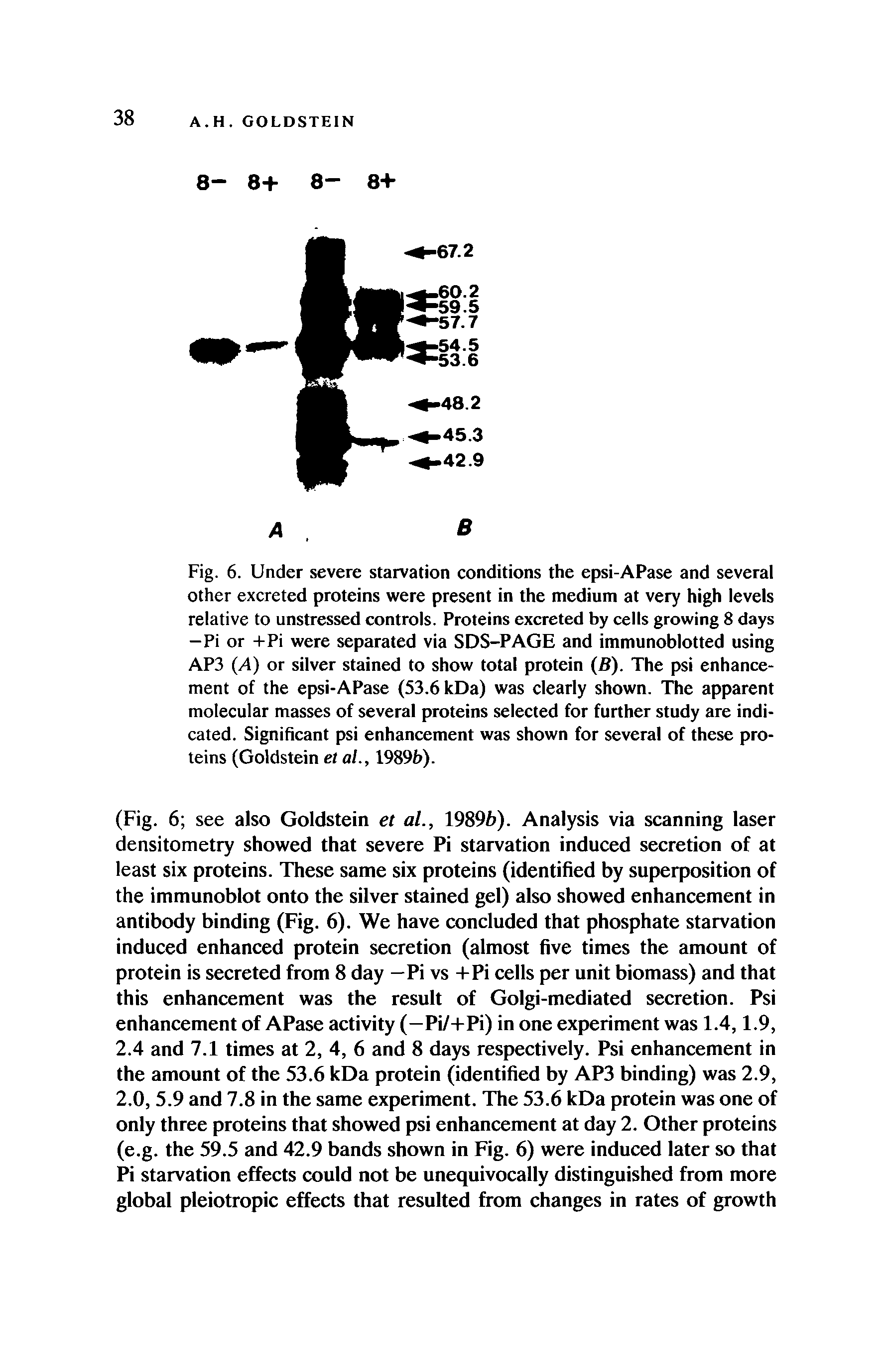 Fig. 6. Under severe starvation conditions the epsi-APase and several other excreted proteins were present in the medium at very high levels relative to unstressed controls. Proteins excreted by cells growing 8 days -Pi or +Pi were separated via SDS-PAGE and immunoblotted using AP3 (A) or silver stained to show total protein (B). The psi enhancement of the epsi-APase (53.6 kDa) was clearly shown. The apparent molecular masses of several proteins selected for further study are indicated. Significant psi enhancement was shown for several of these proteins (Goldstein et al., 1989b).