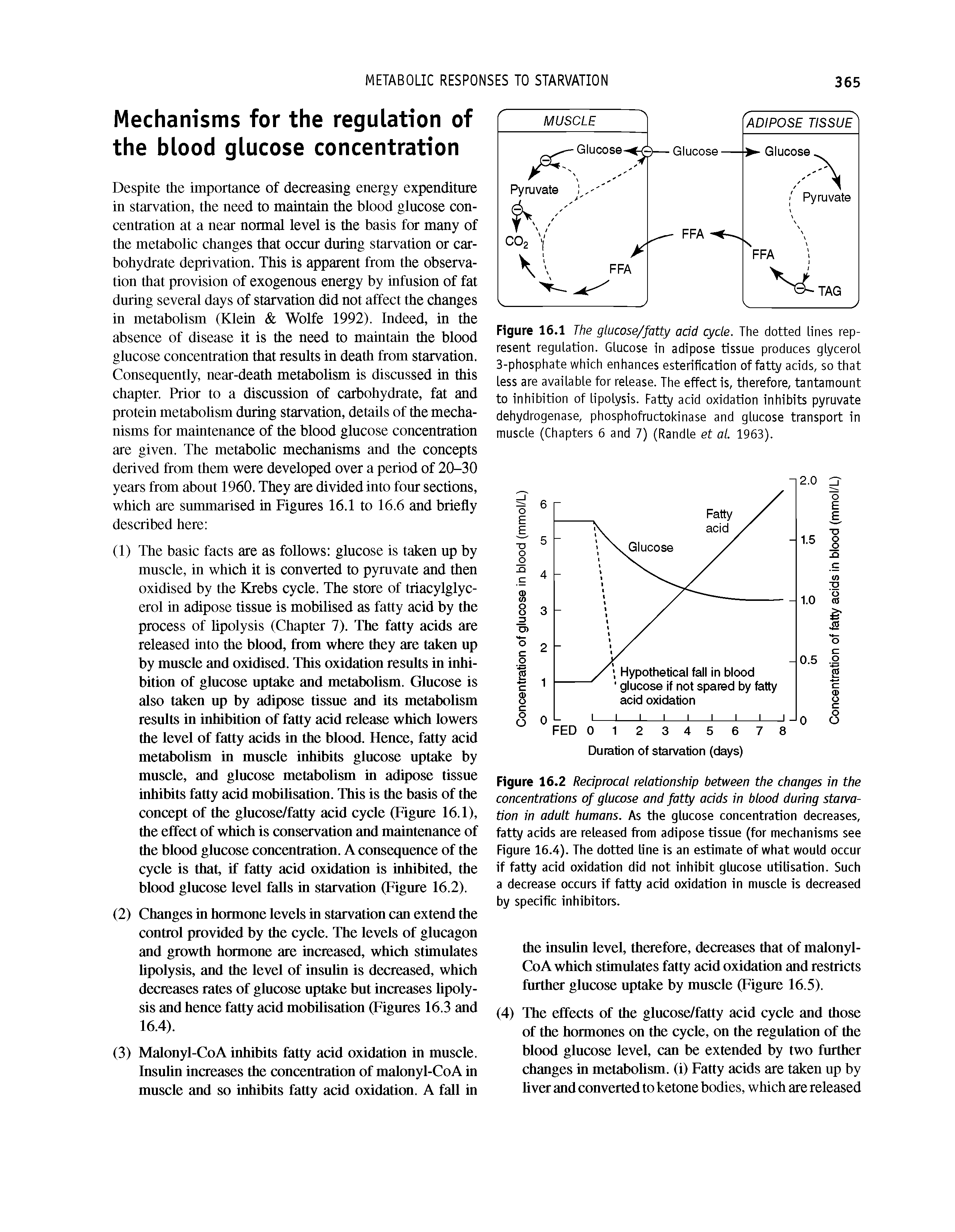 Figure 16.2 Redprocal relationship between the changes in the concentrations of glucose and fatty adds in blood during starvation in adult humans. As the glucose concentration decreases, fatty acids are released from adipose tissue (for mechanisms see Figure 16.4). The dotted line is an estimate of what would occur if fatty acid oxidation did not inhibit glucose utilisation. Such a decrease occurs if fatty acid oxidation in muscle is decreased by specific inhibitors.