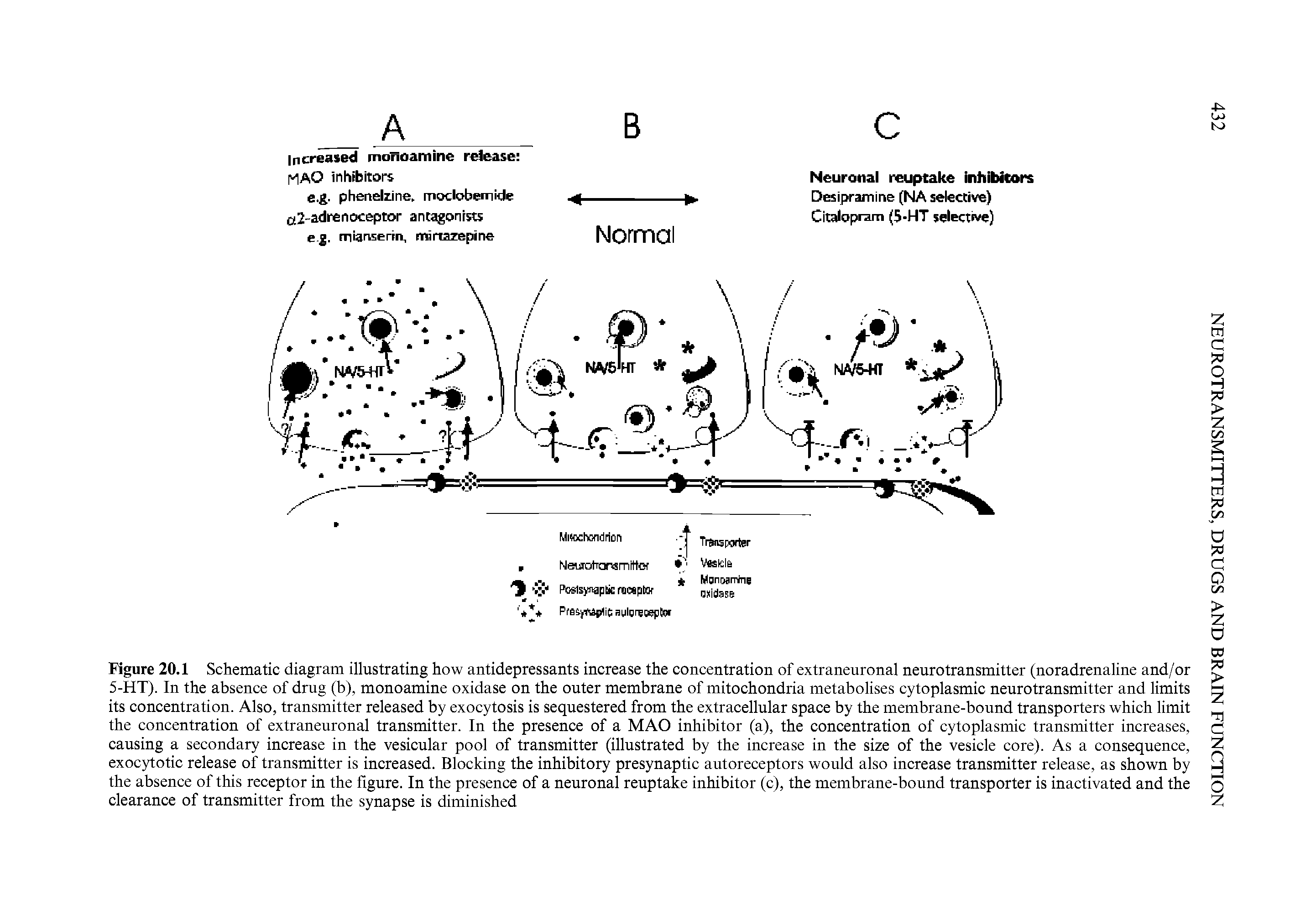 Figure 20.1 Schematic diagram illustrating how antidepressants increase the concentration of extraneuronal neurotransmitter (noradrenaline and/or 5-HT). In the absence of drug (b), monoamine oxidase on the outer membrane of mitochondria metabolises cytoplasmic neurotransmitter and limits its concentration. Also, transmitter released by exocytosis is sequestered from the extracellular space by the membrane-bound transporters which limit the concentration of extraneuronal transmitter. In the presence of a MAO inhibitor (a), the concentration of cytoplasmic transmitter increases, causing a secondary increase in the vesicular pool of transmitter (illustrated by the increase in the size of the vesicle core). As a consequence, exocytotic release of transmitter is increased. Blocking the inhibitory presynaptic autoreceptors would also increase transmitter release, as shown by the absence of this receptor in the figure. In the presence of a neuronal reuptake inhibitor (c), the membrane-bound transporter is inactivated and the clearance of transmitter from the synapse is diminished...