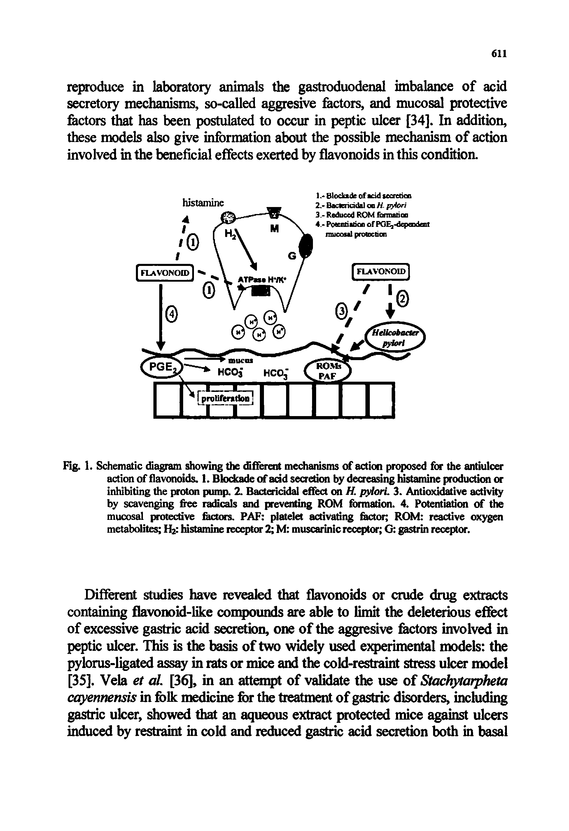 Fig. 1. Schematic diagram showing the different mechanisms of action proposed for the antiulcer action of flavonoids. 1. Blockade of add secretion by decreasing histamine production or inhibiting the proton pump. 2. Bactericidal effect on H. pylori. 3. Antioxidative activity by scavenging free radicals and preventing ROM formation. 4. Potentiation of the mucosal protective factors. PAF platelet activating factor ROM reactive oxygen metabolites H2 histamine receptor 2 M muscarinic receptor G gastrin receptor.