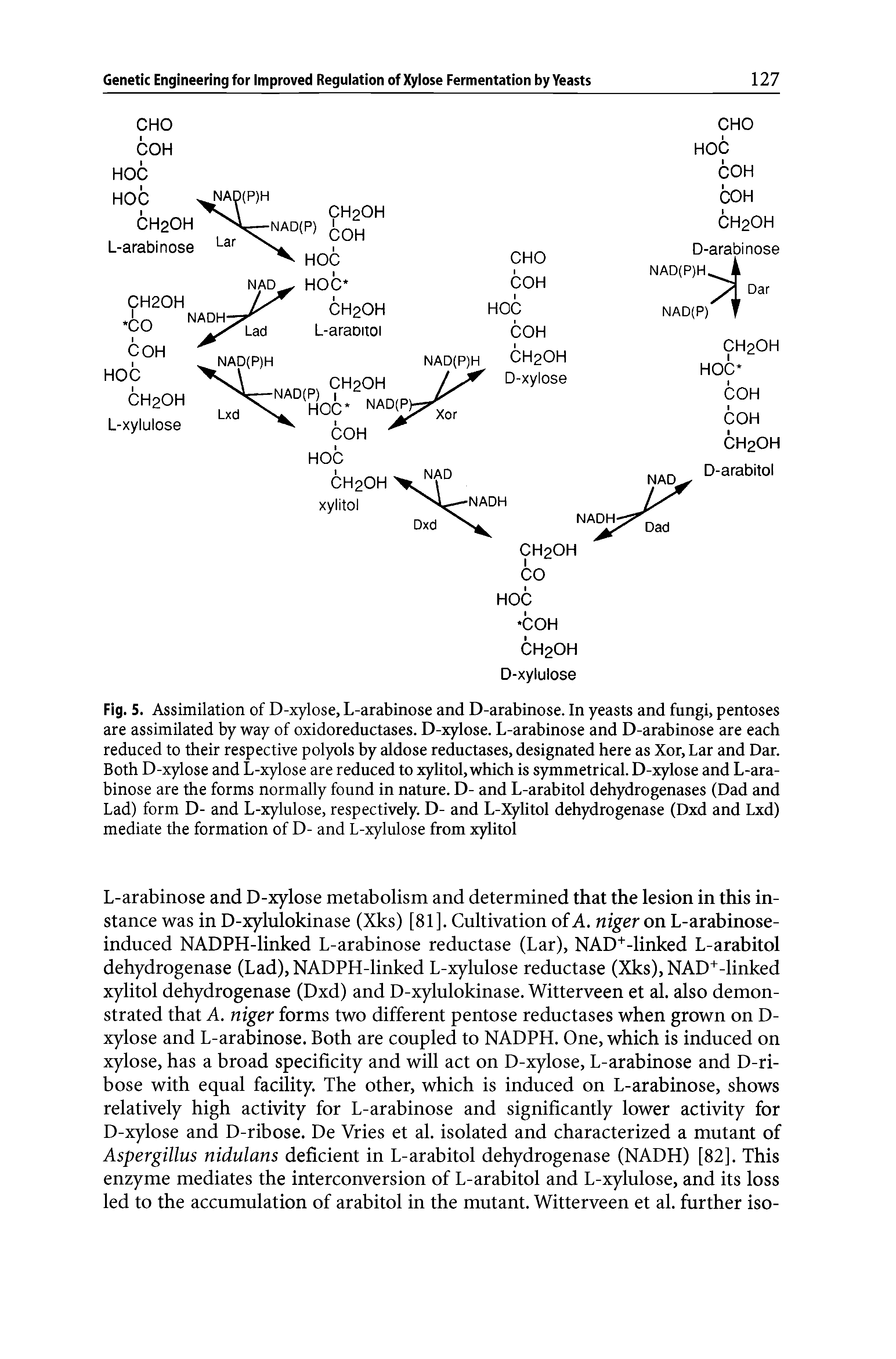 Fig. 5. Assimilation of D-xylose, L-arabinose and D-arabinose. In yeasts and fungi, pentoses are assimilated by way of oxidoreductases. D-xylose. L-arabinose and D-arabinose are each reduced to their respective polyols by aldose reductases, designated here as Xor, Lar and Dar. Both D-xylose and L-xylose are reduced to xylitol, which is symmetrical. D-xylose and L-arabinose are the forms normally found in nature. D- and L-arabitol dehydrogenases (Dad and Lad) form D- and L-xylulose, respectively. D- and L-Xylitol dehydrogenase (Dxd and Lxd) mediate the formation of D- and L-xylulose from xylitol...