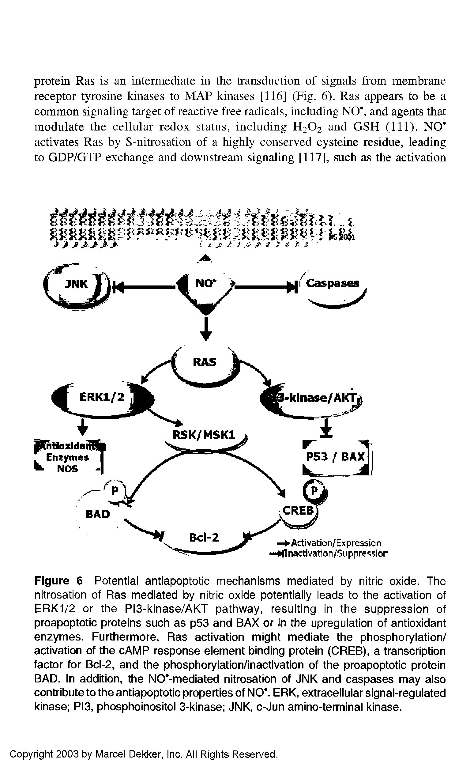 Figure 6 Potential antiapoptotic mechanisms mediated by nitric oxide. The nitrosation of Ras mediated by nitric oxide potentially leads to the activation of ERK1/2 or the PI3-kinase/AKT pathway, resulting in the suppression of proapoptotic proteins such as p53 and BAX or in the upregulation of antioxidant enzymes. Furthermore, Ras activation might mediate the phosphorylation/ activation of the cAMP response element binding protein (CREB), a transcription factor for Bcl-2, and the phosphorylation/inactivation of the proapoptotic protein BAD. In addition, the NO -mediated nitrosation of JNK and caspases may aiso contribute to the antiapoptotic properties of NO. ERK, extraceiiuiar signai-reguiated kinase PI3, phosphoinositoi 3-kinase JNK, c-Jun amino-terminai kinase.