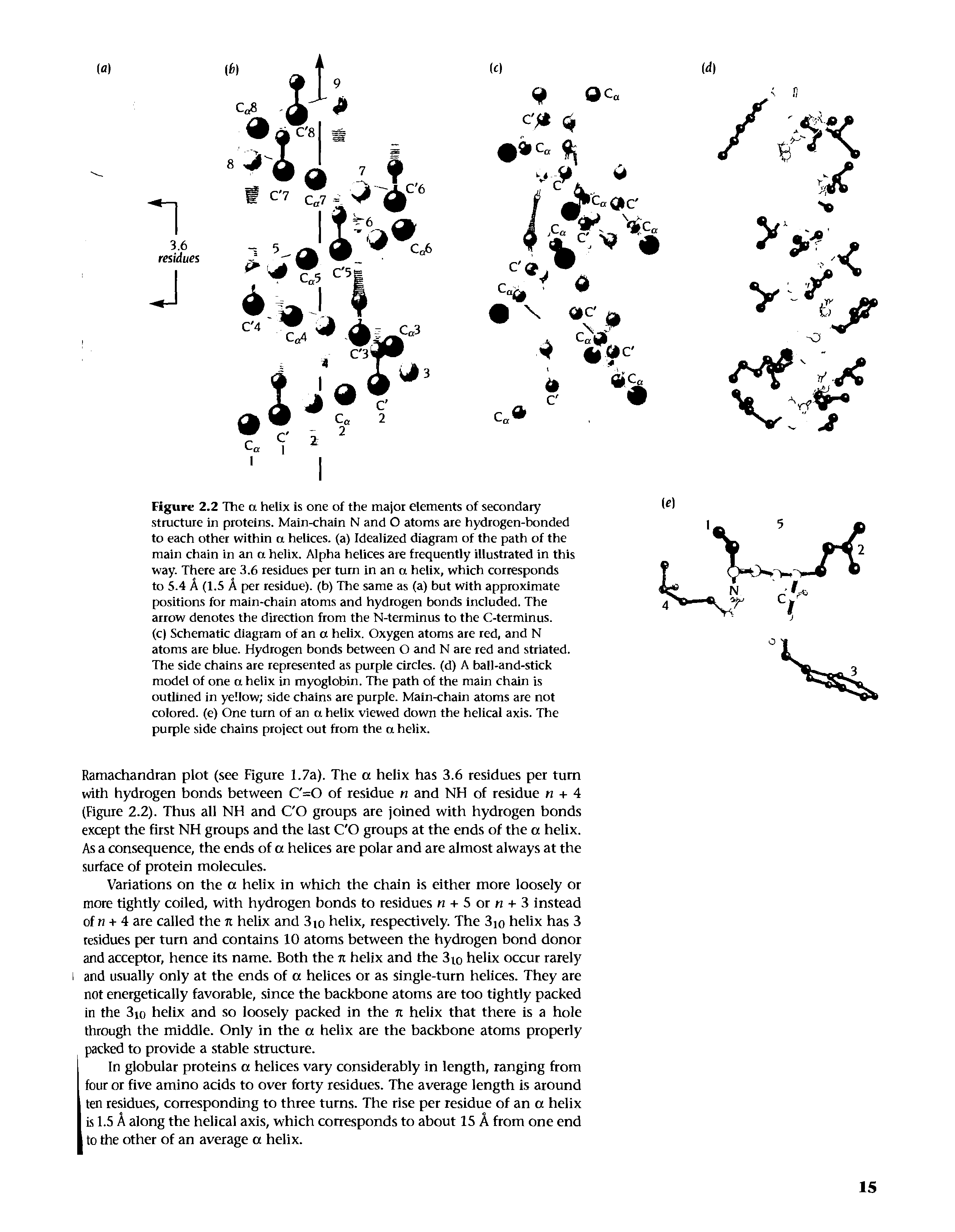 Figure 2.2 The a helix is one of the major elements of secondary structure in proteins. Main-chain N and O atoms ate hydrogen-bonded to each other within a helices, (a) Idealized diagram of the path of the main chain in an a helix. Alpha helices are frequently illustrated in this way. There are 3.6 residues per turn in an a helix, which corresponds to 5.4 A (1.5 A pet residue), (b) The same as (a) but with approximate positions for main-chain atoms and hydrogen bonds Included. The arrow denotes the direction from the N-terminus to the C-termlnus.