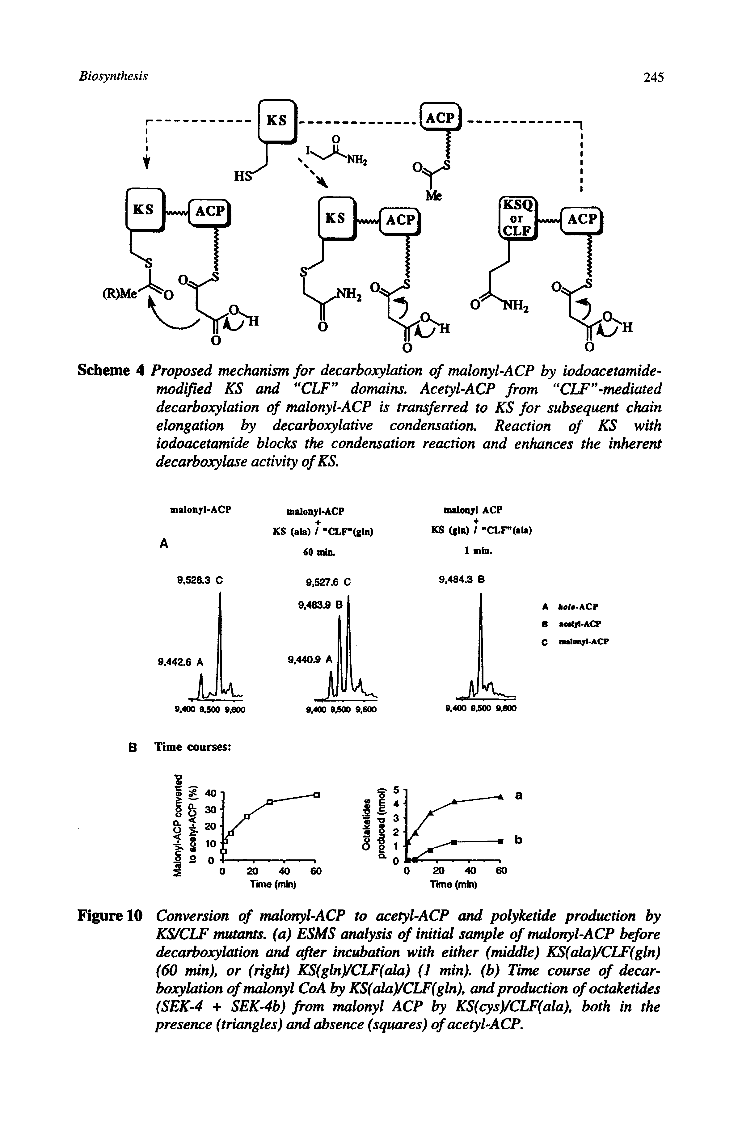 Figure 10 Conversion of malonyl-ACP to acetyl-ACP and polyketide production by KS/CLF mutants, (a) ESMS analysis of initial sample of malonyl-ACP before decarboxylation and after incubation with either (middle) KS(ala)/CLF(gln) (60 min), or (right) KS(gln)/CLF(ala) (1 min), (b) Time course of decarboxylation of malonyl CoA by KS(ala)/CLF(gln), and production of octaketides (SEK-4 + SEK-4b) from malonyl ACP by KS(cys)/CLF(ala), both in the presence (triangles) and absence (squares) of acetyl-ACP.