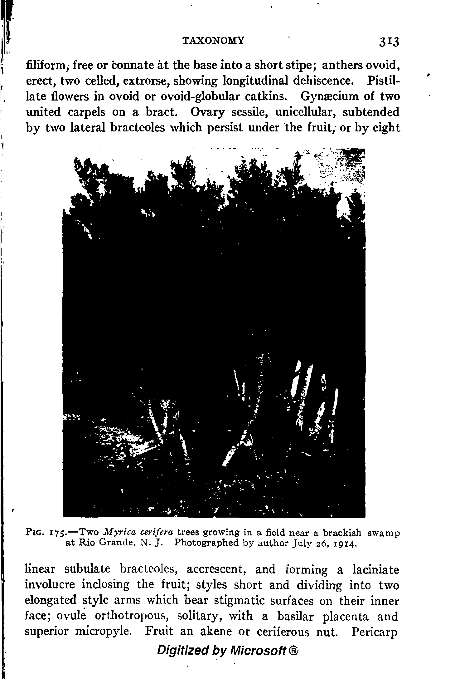 Fig. 175.—Two Myrica cerifera trees growing in a field near a brackish swamp at Rio Grande, N. J. Photographed by author July 26, 1914.