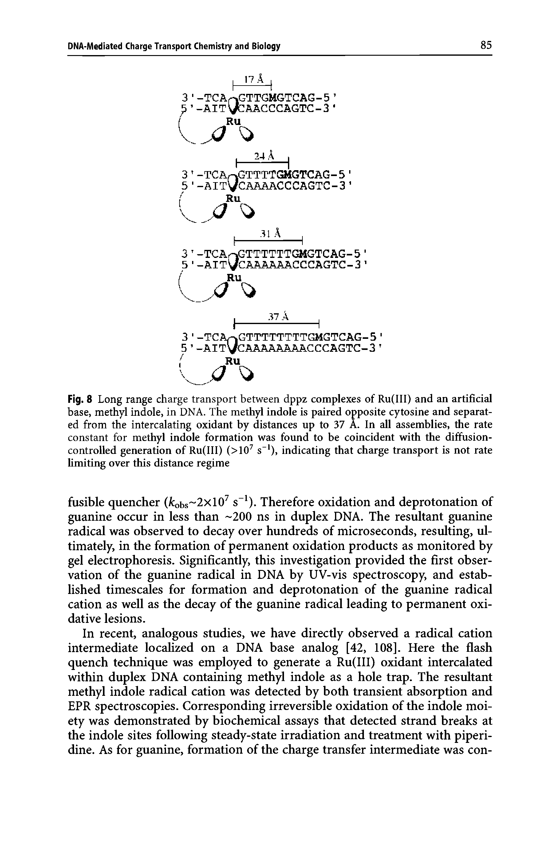 Fig. 8 Long range charge transport between dppz complexes of Ru(III) and an artificial base, methyl indole, in DNA. The methyl indole is paired opposite cytosine and separated from the intercalating oxidant by distances up to 37 A. In all assemblies, the rate constant for methyl indole formation was found to be coincident with the diffusion-controlled generation of Ru(III) (> 107 s )> indicating that charge transport is not rate limiting over this distance regime...