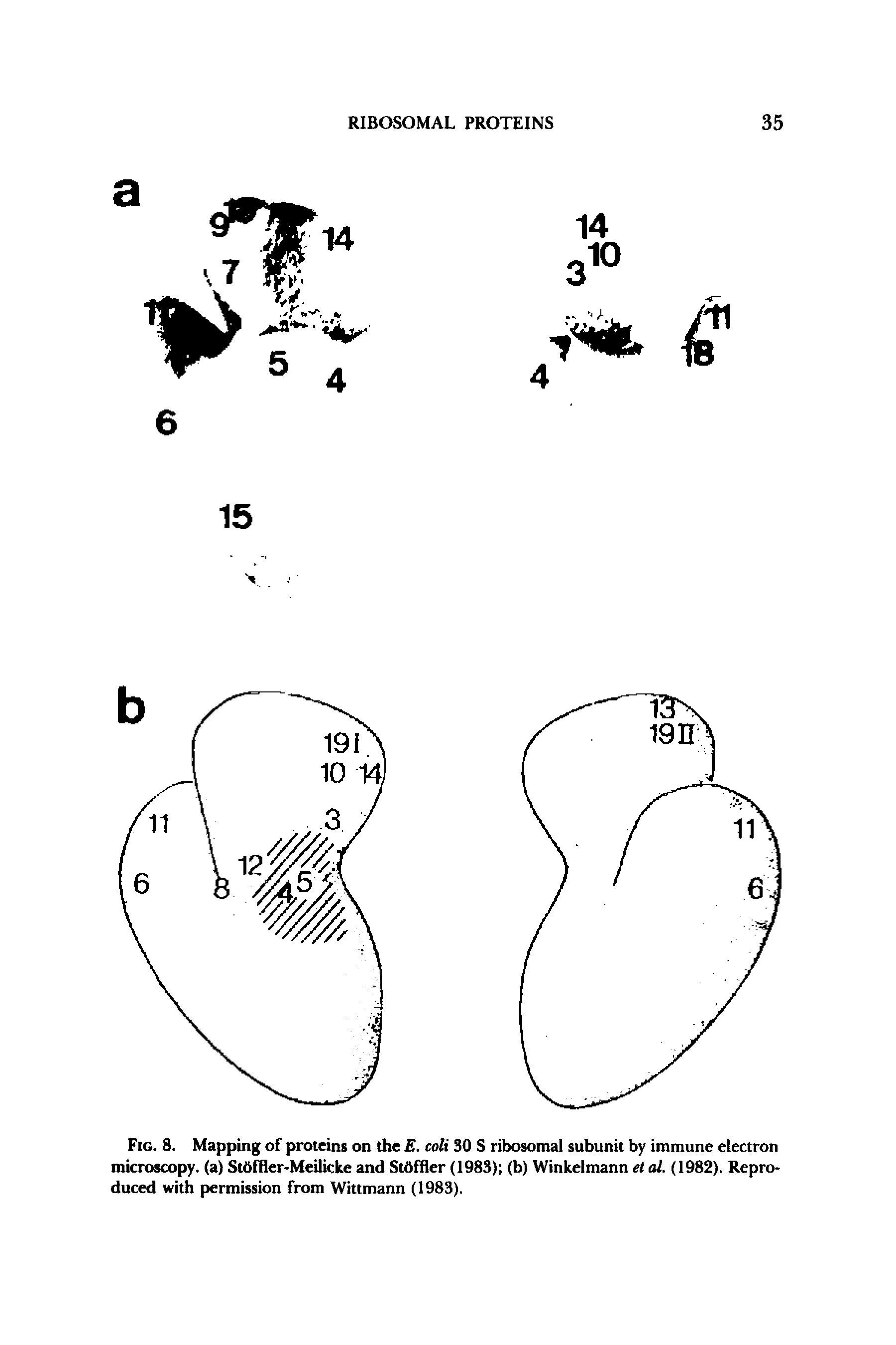 Fig. 8. Mapping of proteins on the E. colt 30 S ribosomal subunit by immune electron microscopy, (a) StbfBer-Meilicke and StOffler (1983) (b) Winkelmann et al. (1982). Reproduced with permission from Wittmann (1983).
