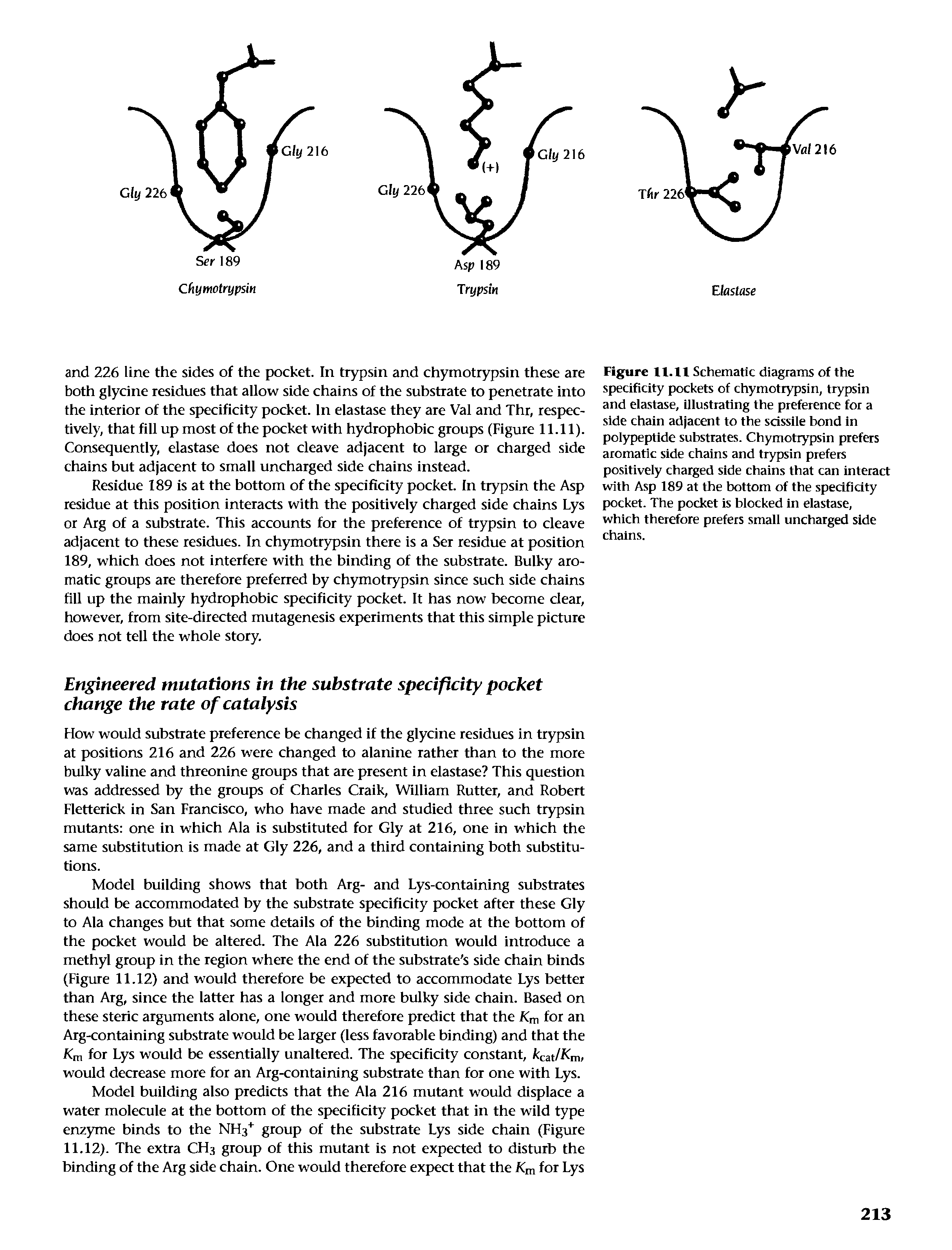 Figure 11.11 Schematic diagrams of the specificity pockets of chymotrypsin, trypsin and elastase, illustrating the preference for a side chain adjacent to the scisslle bond In polypeptide substrates. Chymotrypsin prefers aromatic side chains and trypsin prefers positively charged side chains that can interact with Asp 189 at the bottom of the specificity pocket. The pocket is blocked in elastase, which therefore prefers small uncharged side chains.