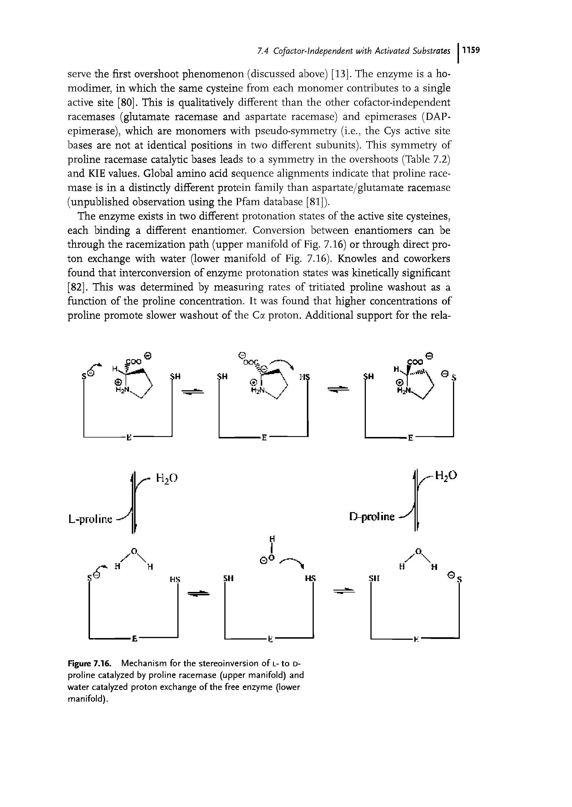 Figure 7.16. Mechanism for the stereoinversion of L- to D-proline catalyzed by proline racemase (upper manifold) and water catalyzed proton exchange of the free enzyme (lower manifold).