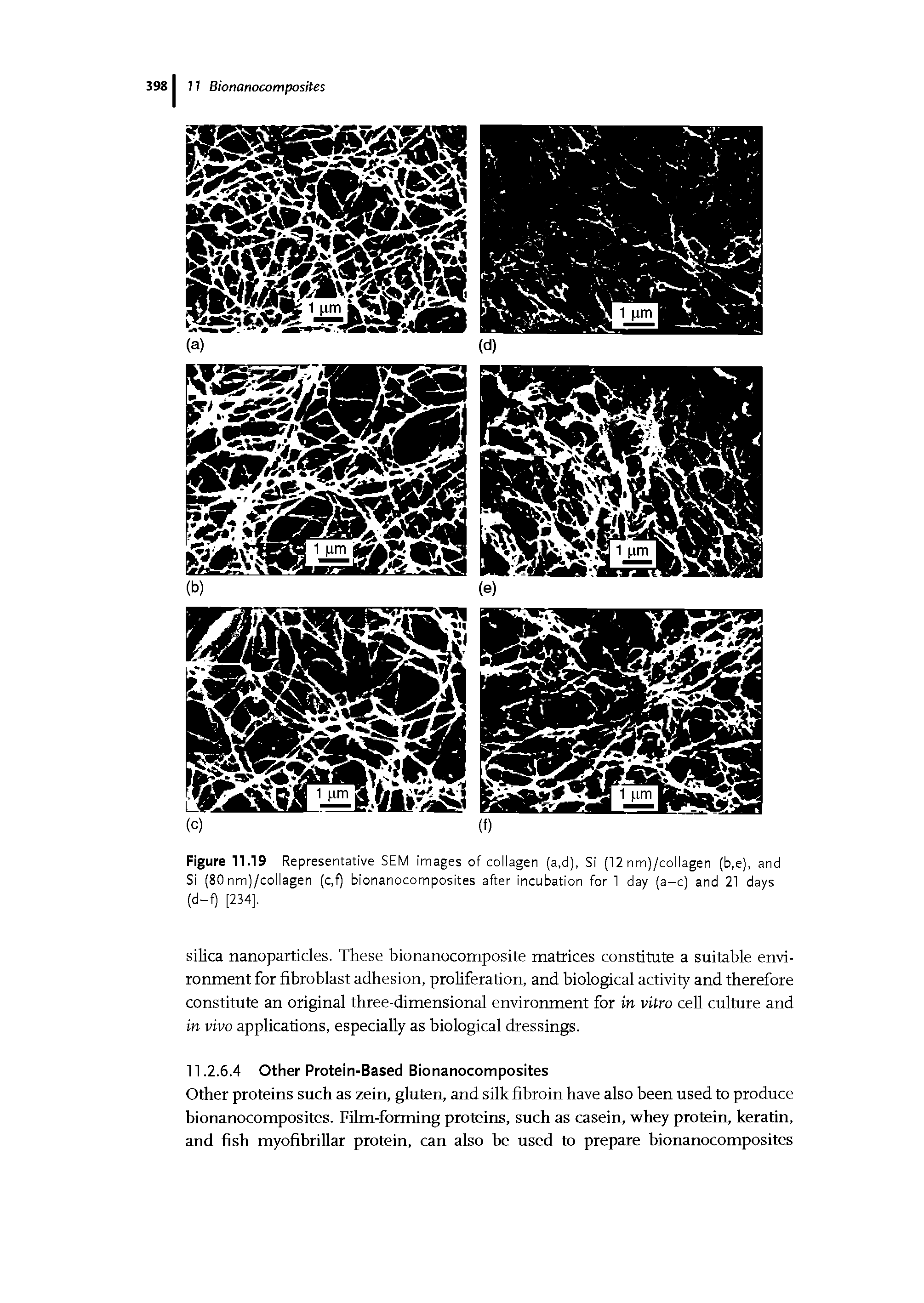 Figure 11.19 Representative SEM images of collagen (a,d), Si (12 nm)/collagen (b,e), and Si (80nm)/collagen (c,f) bionanocomposites after incubation for 1 day (a-c) and 21 days (d-f) [234],...