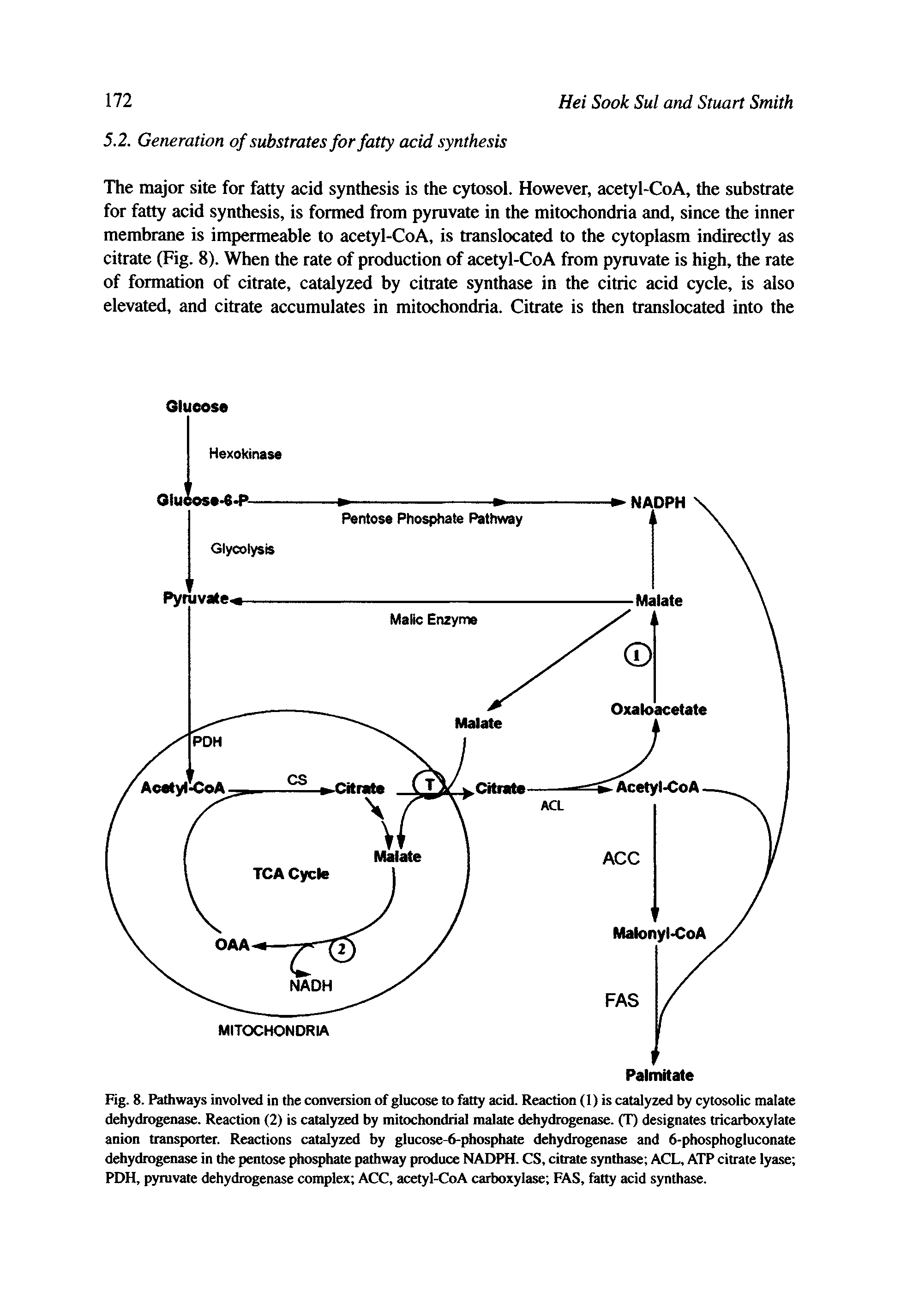 Fig. 8. Pathways involved in the conversion of glucose to fatty acid. Reaction (1) is catalyzed by cytosolic malate dehydrogenase. Reaction (2) is catalyzed by mitochondrial malate dehydrogenase. (T) designates tricarboxylate anion transporter. Reactions catalyzed by glucose-6-phosphate dehydrogenase and 6-phosphogluconate dehydrogenase in the pentose phosphate pathway produce NADPH. CS, citrate synthase ACL, ATP citrate lyase PDH, pyruvate dehydrogenase complex ACC, acetyl-CoA carboxylase FAS, fatty acid synthase.