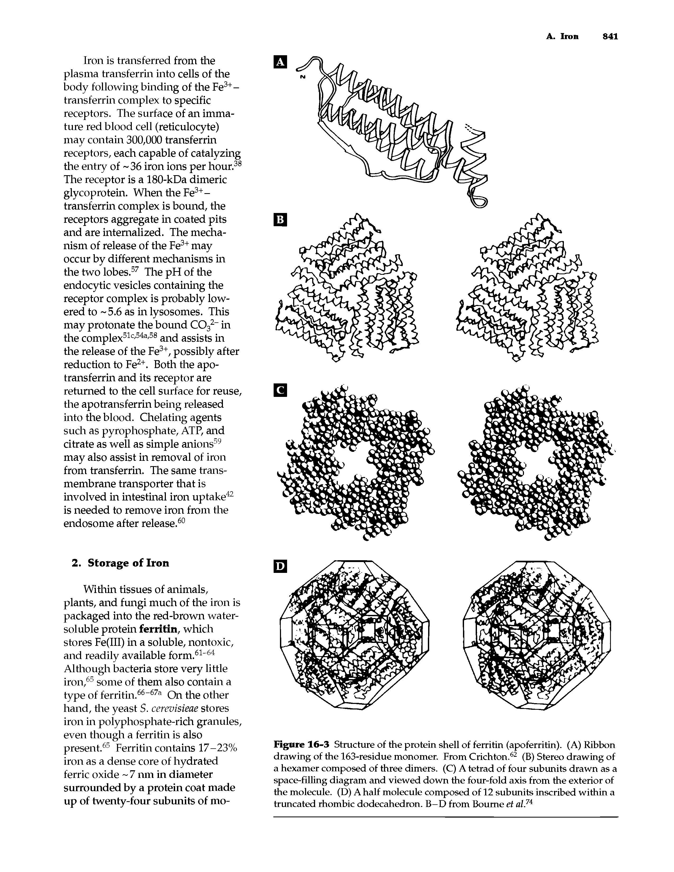 Figure 16-3 Structure of the protein shell of ferritin (apoferritin). (A) Ribbon drawing of the 163-residue monomer. From Crichton.62 (B) Stereo drawing of a hexamer composed of three dimers. (C) A tetrad of four subunits drawn as a space-filling diagram and viewed down the four-fold axis from the exterior of the molecule. (D) A half molecule composed of 12 subunits inscribed within a truncated rhombic dodecahedron. B-D from Bourne et al.7i...