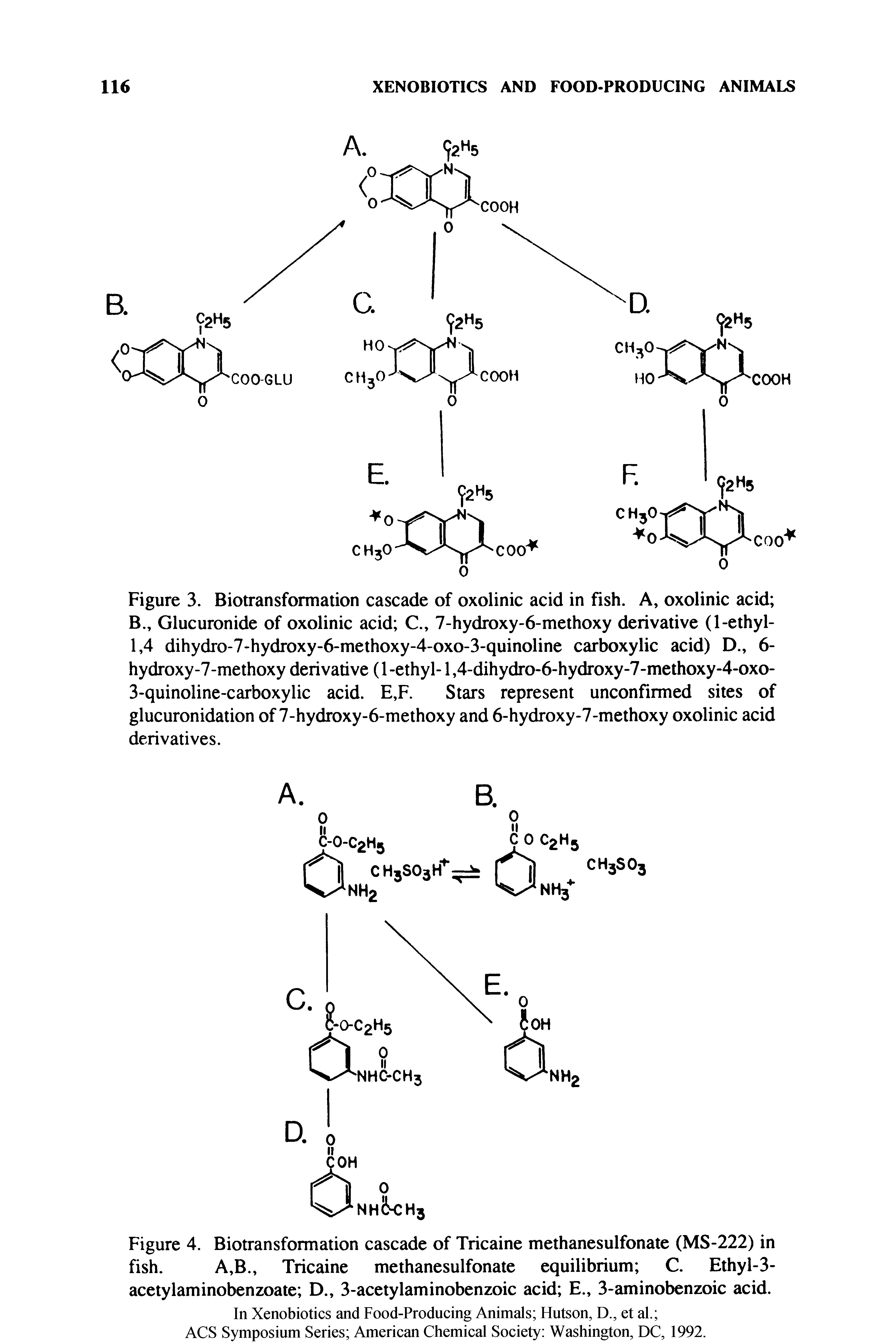 Figure 3. Biotransformation cascade of oxolinic acid in fish. A, oxolinic acid B., Glucuronide of oxolinic acid C., 7-hydroxy-6-methoxy derivative (1-ethyl-1,4 dihydro-7-hydroxy-6-methoxy-4-oxo-3-quinoline carboxylic acid) D., 6-hydroxy-7-methoxy derivative (1 -ethyl-1,4-dihydro-6-hydroxy-7-methoxy-4-oxo-3-quinoline-carboxylic acid. E,F. Stars represent unconfirmed sites of glucuronidation of 7-hydroxy-6-methoxy and 6-hydroxy-7-methoxy oxolinic acid derivatives.